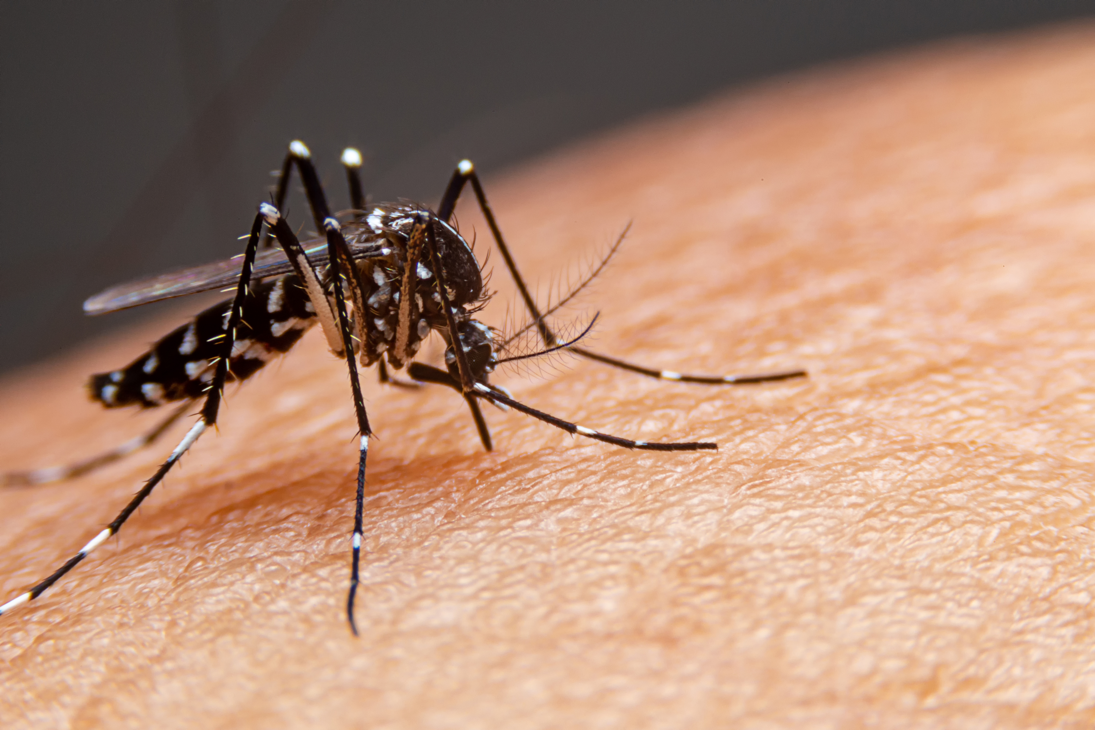 An image of an Aedes mosquito - Rest Easy Pest Control Raritan.}
