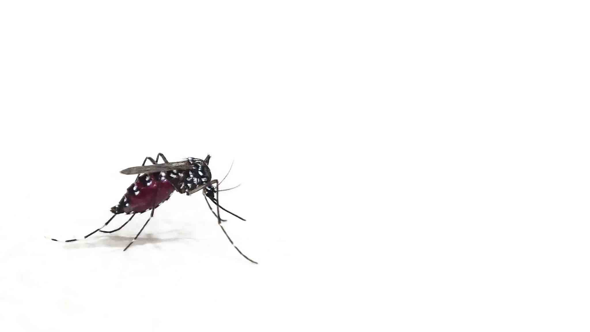 A Aedes mosquito, choose Rest Easy Pest Control Nassau County today for all your pest services. 