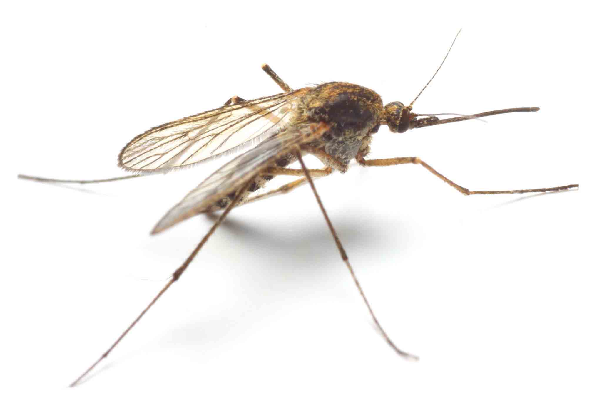 A Anopheles mosquito, choose Rest Easy Pest Control Suffolk County. 