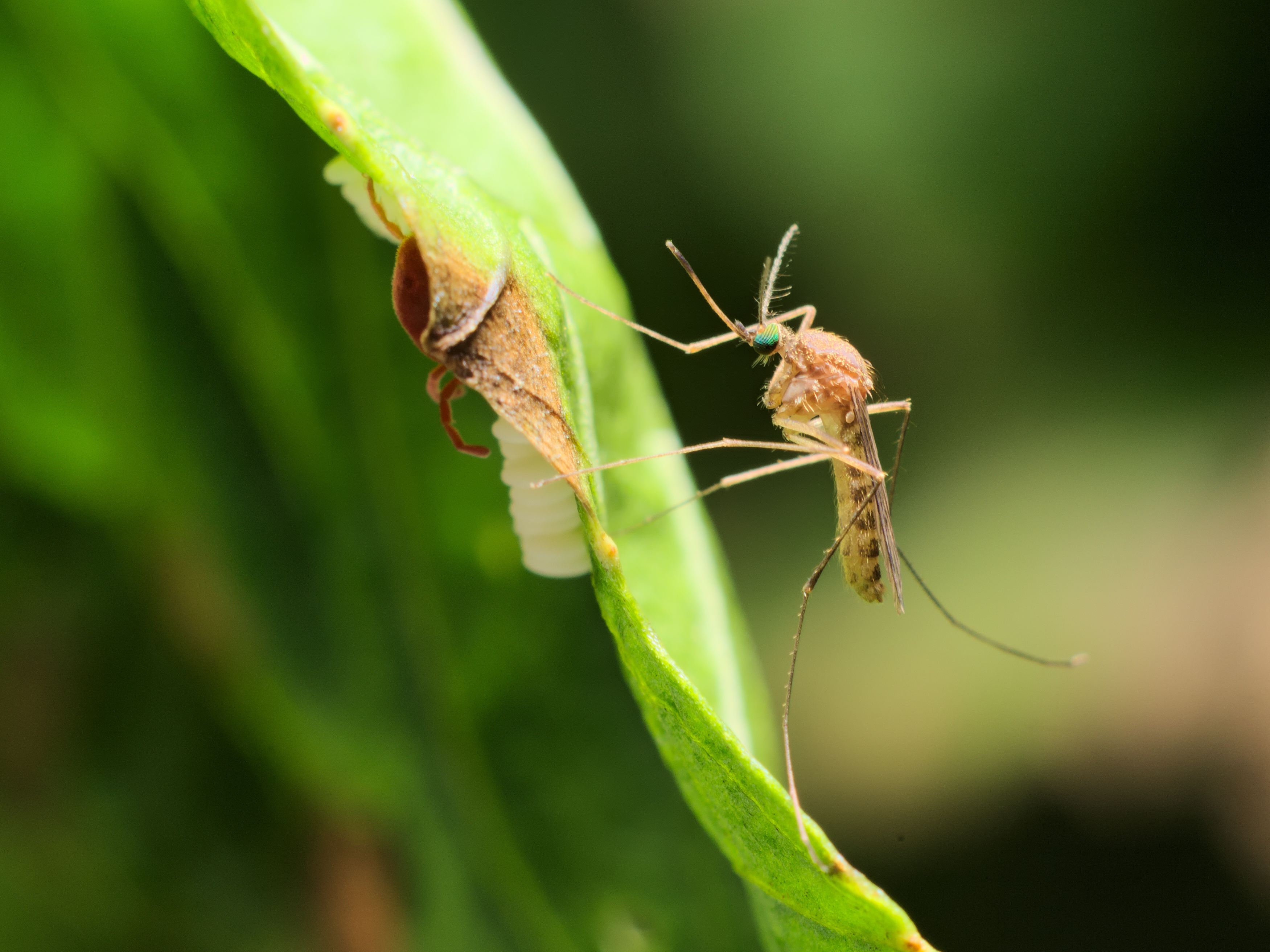 An image of a Culex mosquito - Rest Easy Pest Control Raritan.}