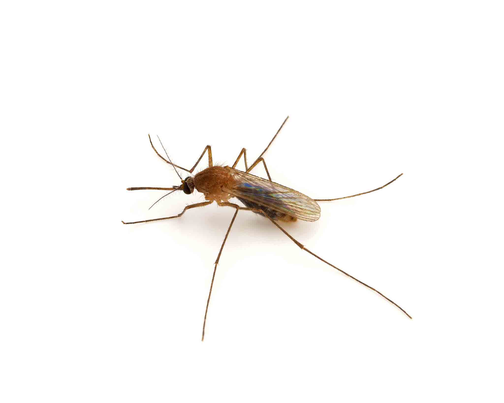 A Culex mosquito, choose Rest Easy Pest Control Nassau County today for all your pest services. 