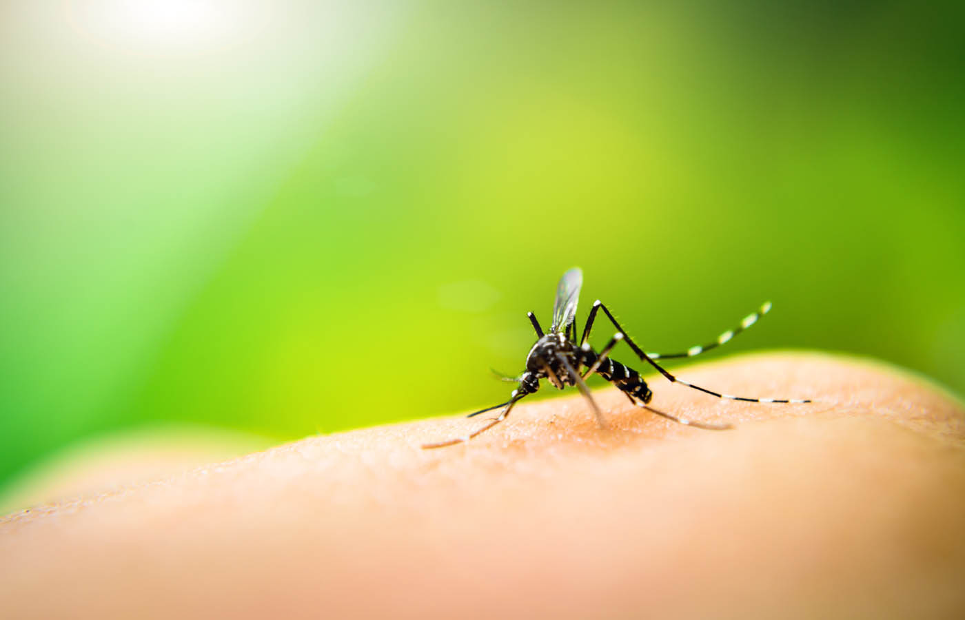 a closeup image of a mosquito on skin.