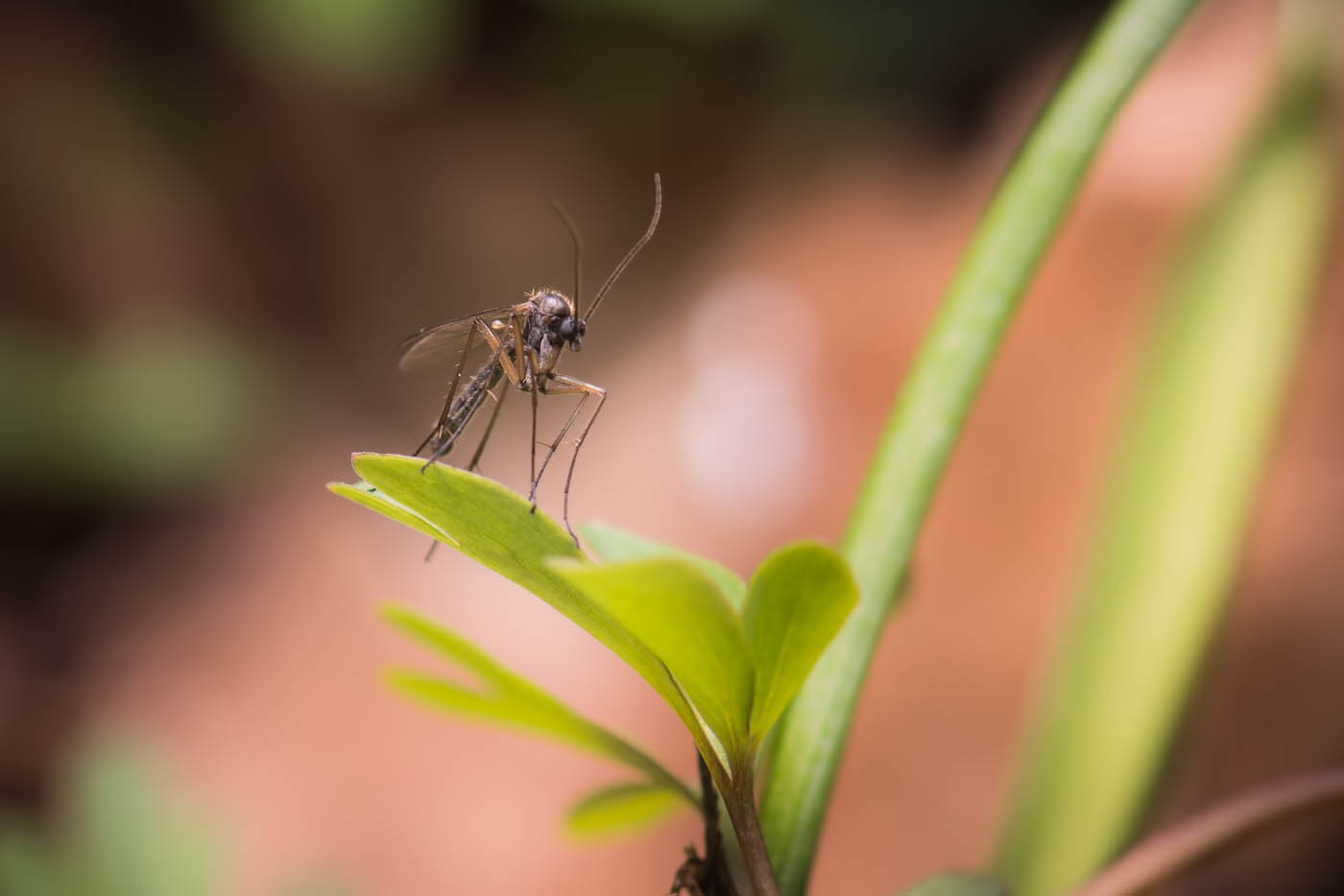 A small mosquito on a branch, choose Rest Easy Pest Control Suffolk County today.