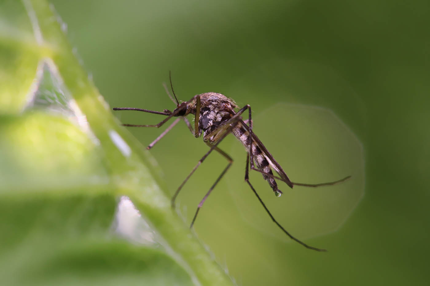 an image of a mosquito outdoors.