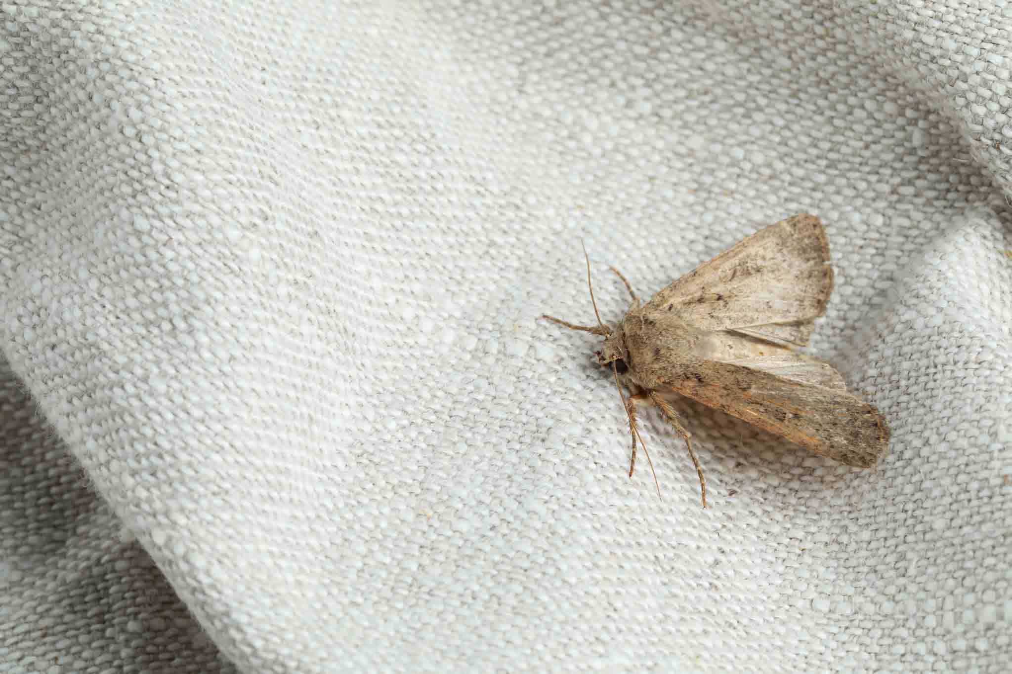 Clothe moth on some white fabric, choose Rest Easy Pest Control Suffolk County.