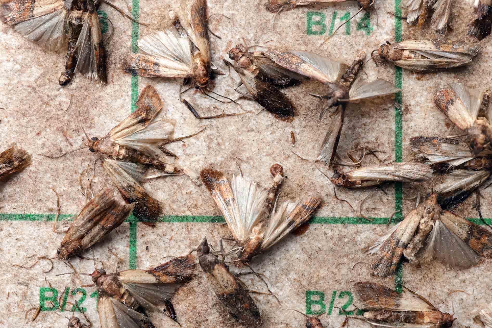 A group of moths fallen on the floor, choose Rest Easy Pest Control Nassau County for pest services.