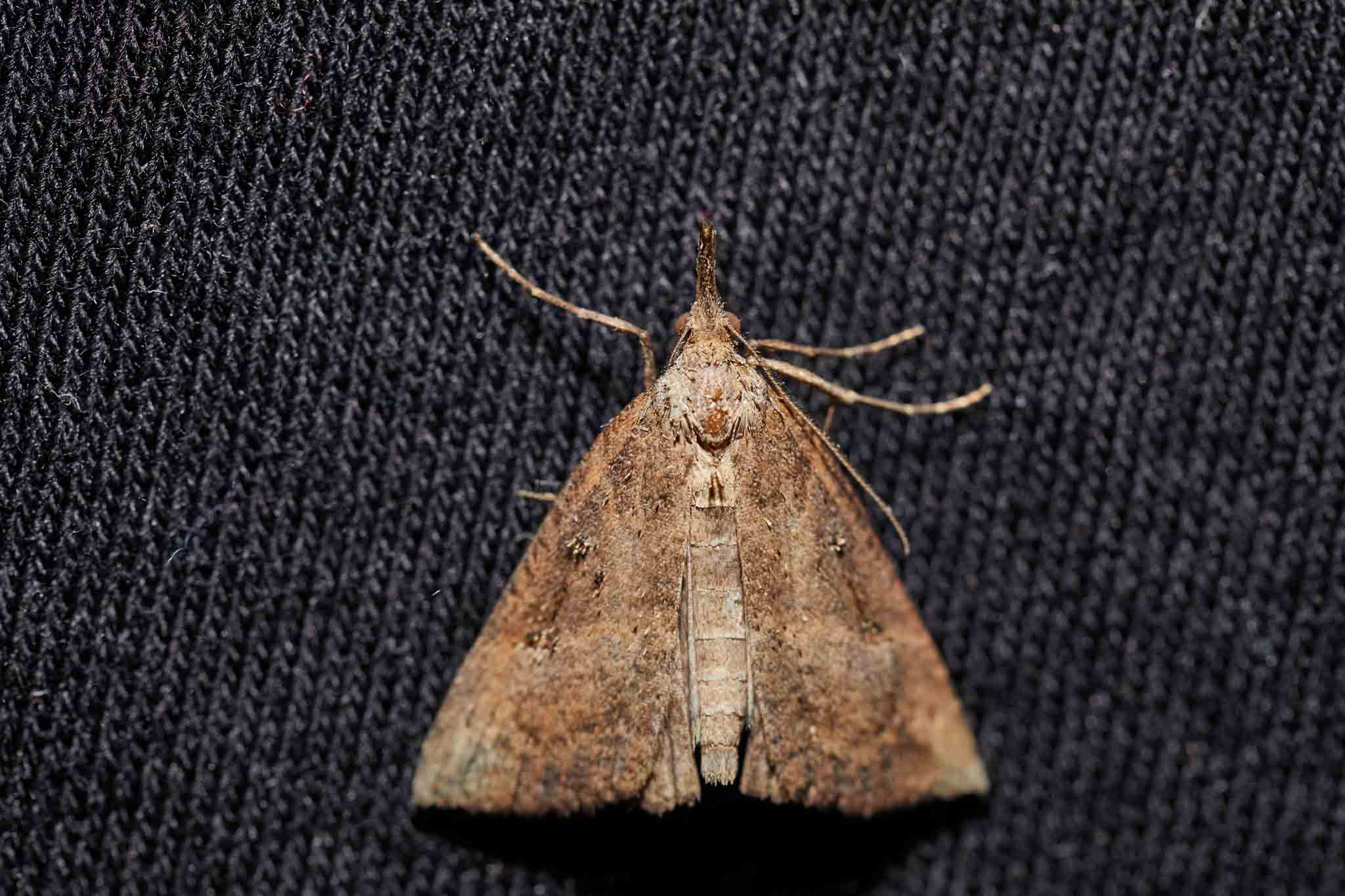 A brown moth sitting on some black fabric, choose Rest Easy Pest Control services.