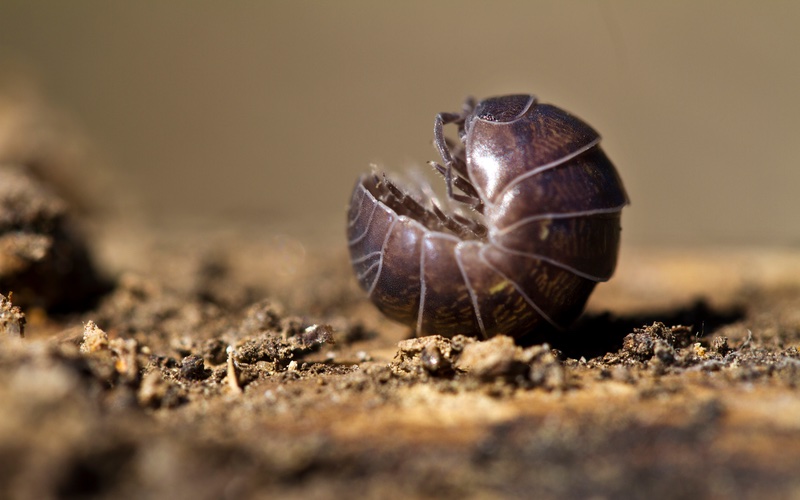 an image of a pill-bug, or roly-poly, curled up.