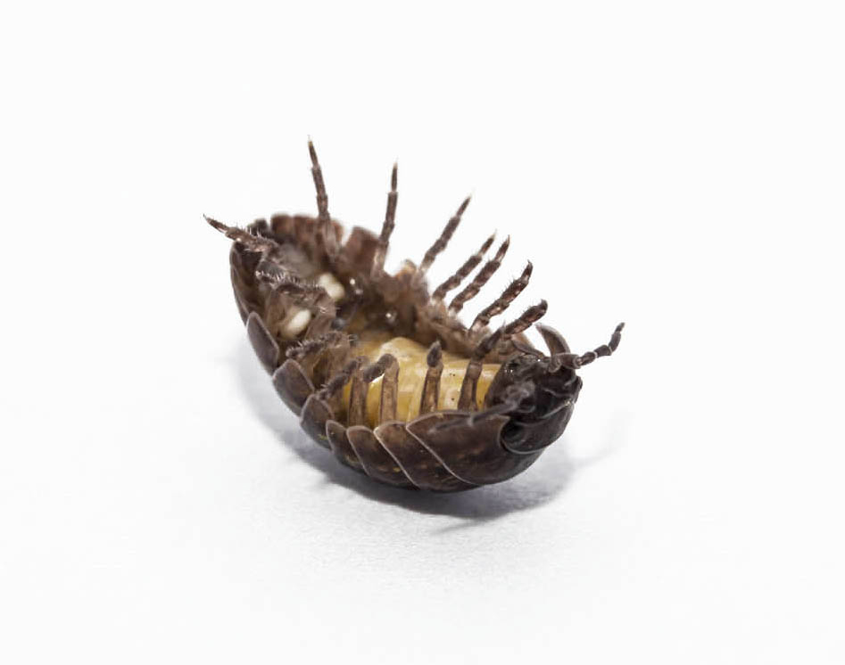 A tipped over pill bug, contact Rest Easy Pest Control for pest services.