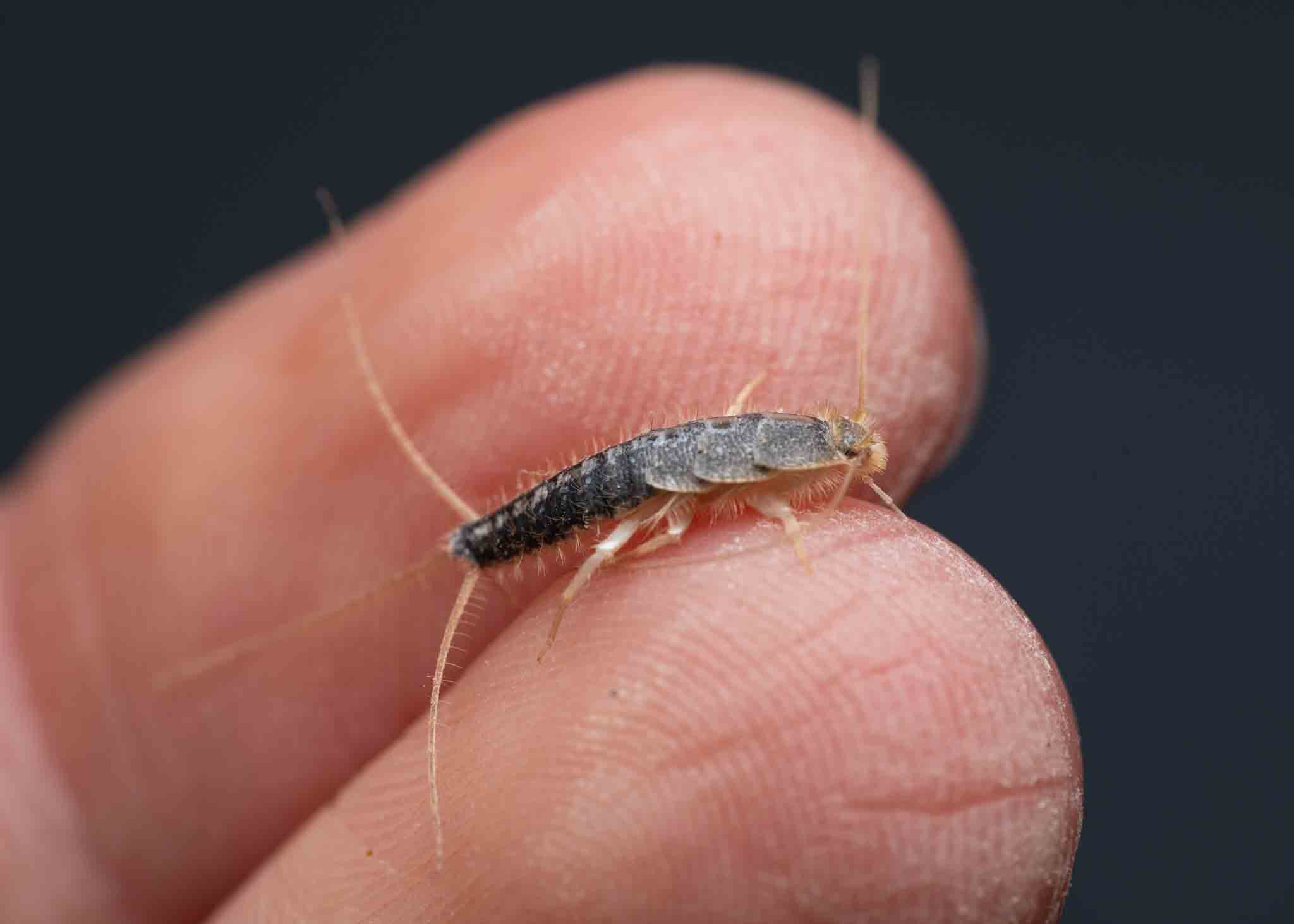 A small silverfish on a couple of human fingers, choose Rest Easy Pest Control Nassau County.