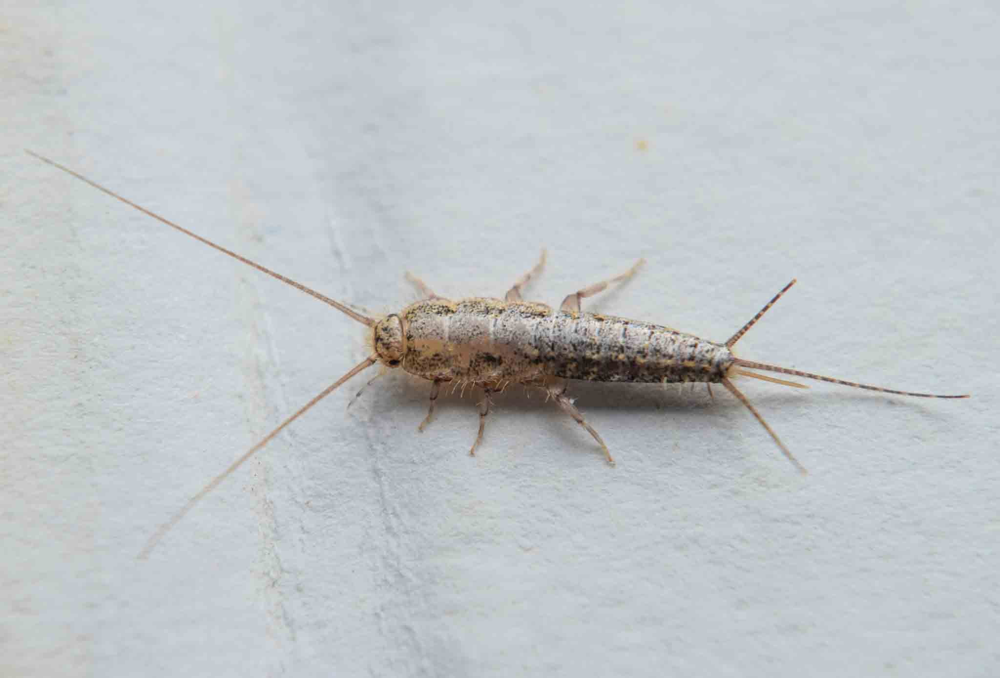 A silverfish crawling on a wall, choose Rest Easy Pest Control.