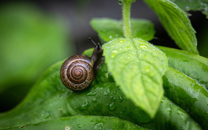 an image of a snail on a leaf.