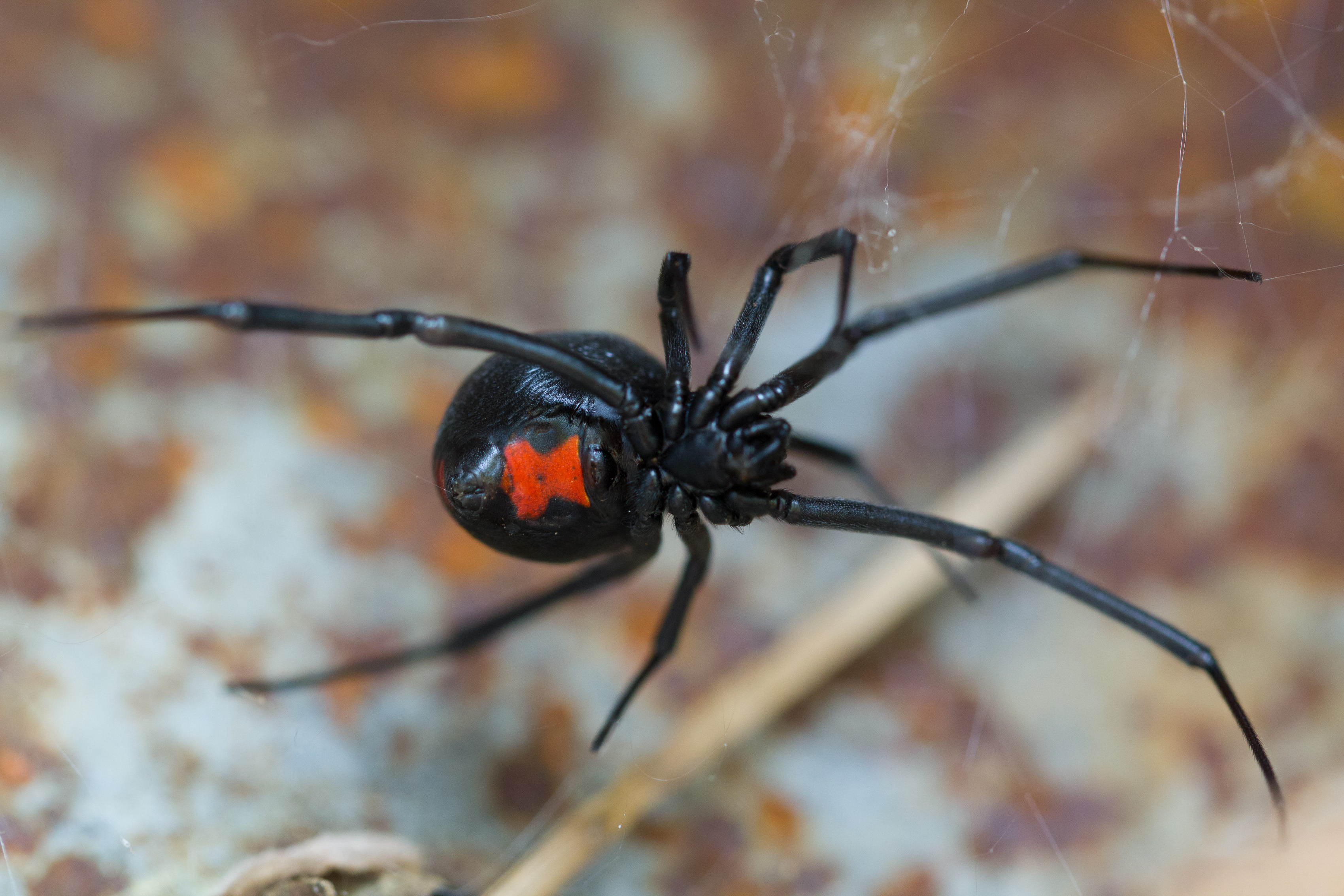 An image of a Black Widow spider - Rest Easy Pest Control Camden County.}
