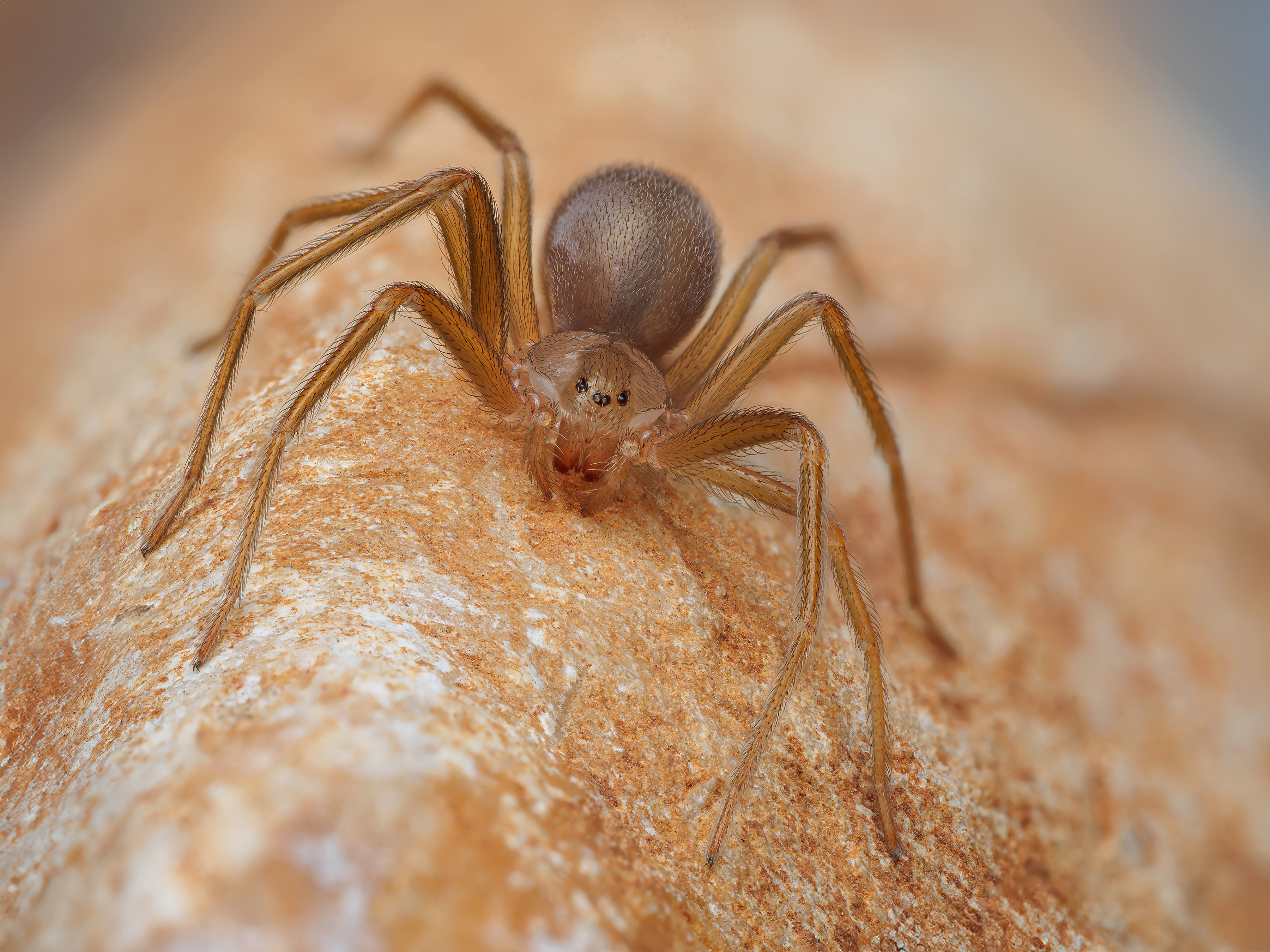 An image of a Brown Recluse spider - Rest Easy Pest Control Camden County.}