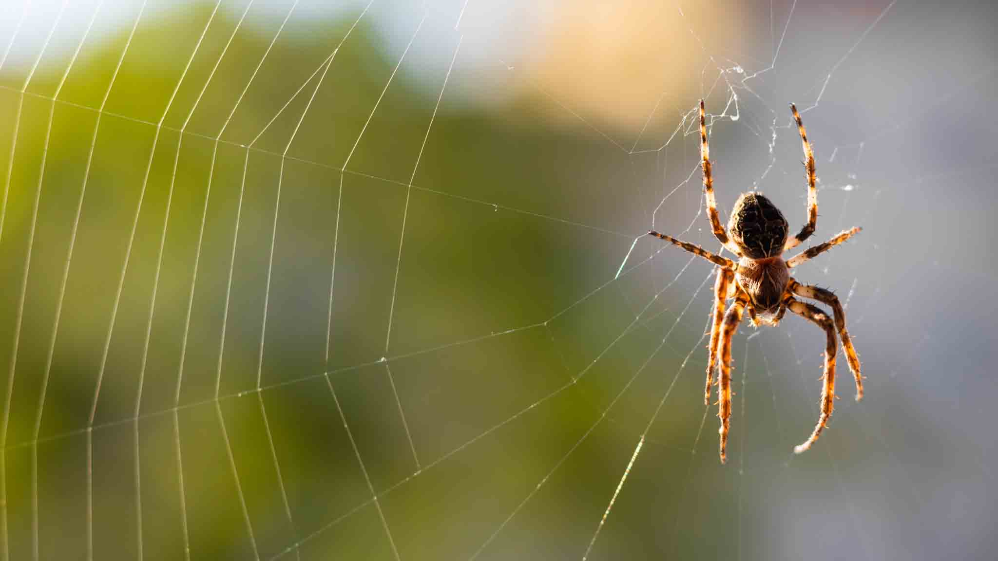 Larinioide spider hanging on its web, choose Rest Easy Pest Control Nassau County services.