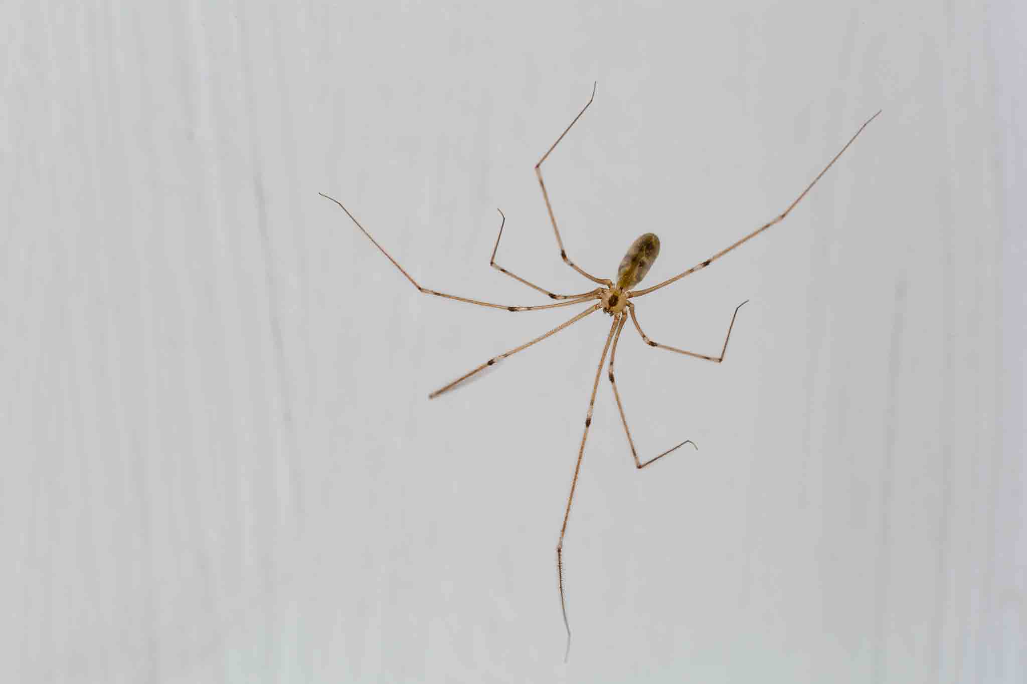 Phalangioides spider in a home, contact Rest Easy Pest Control Nassau County for our services.