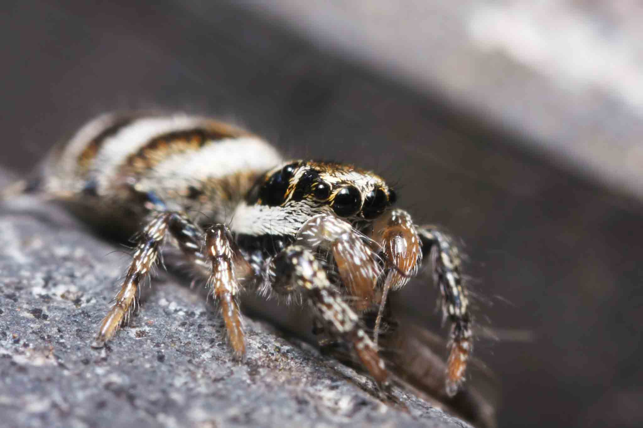 Salticus scenicus spider sitting on a log, choose Rest Easy Pest Control Suffolk County services.