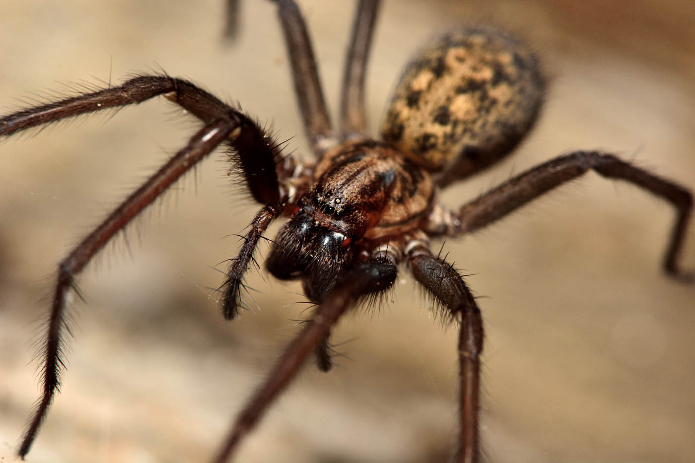 A big brown spider in some grass, choose Rest Easy Pest Control Nassau County services.