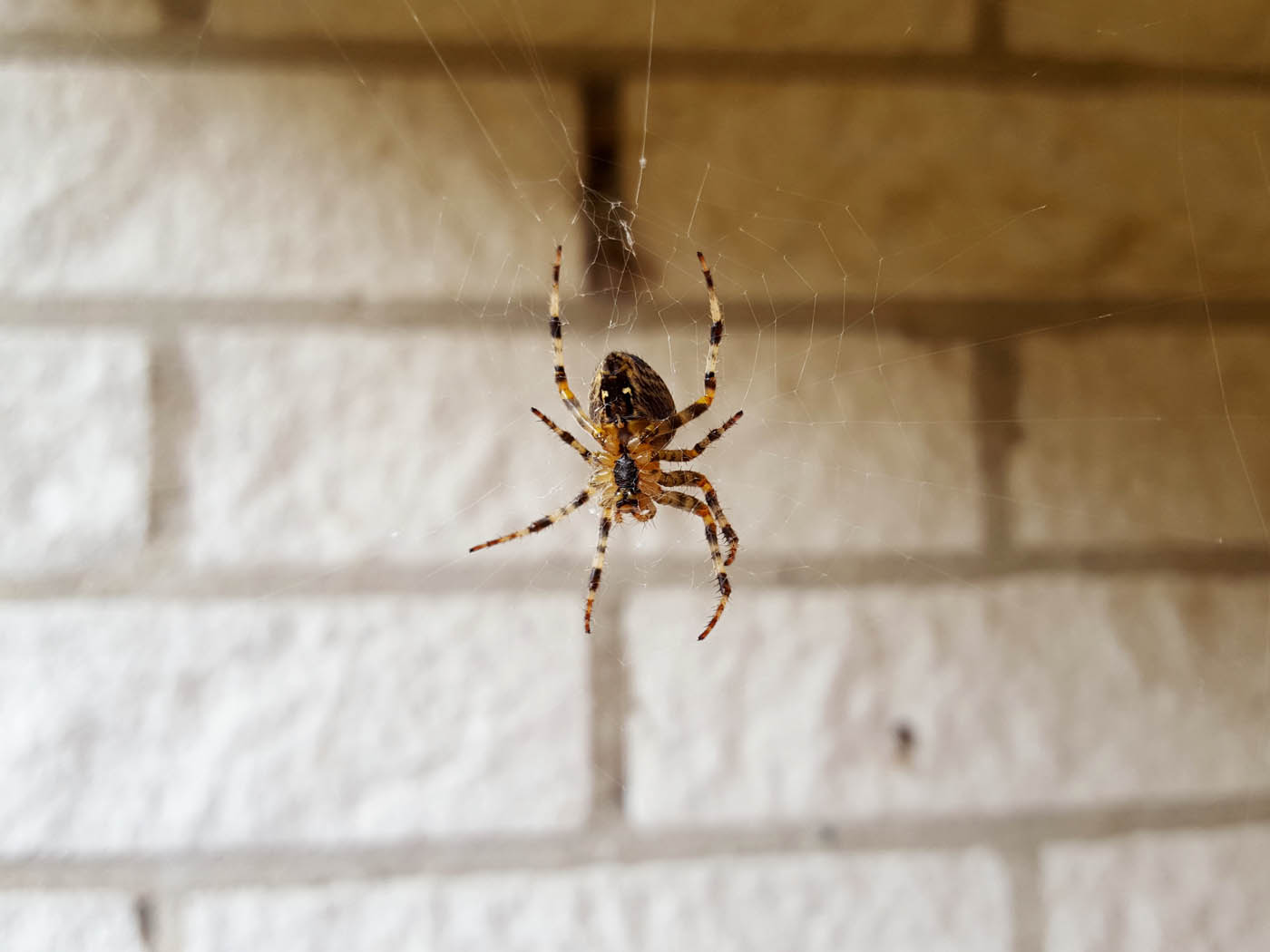 Back of a brown spider hanging in a web, choose Rest Easy Pest Control Nassau County spider services.