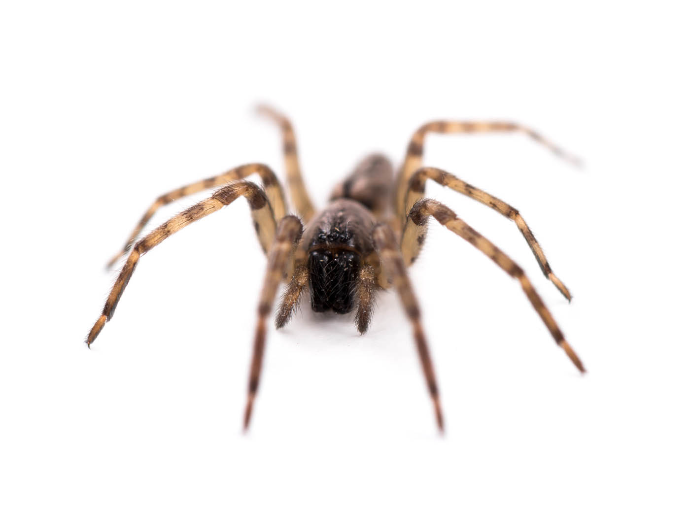 A brown spider sitting on a white counter, choose Rest Easy Pest Control services.