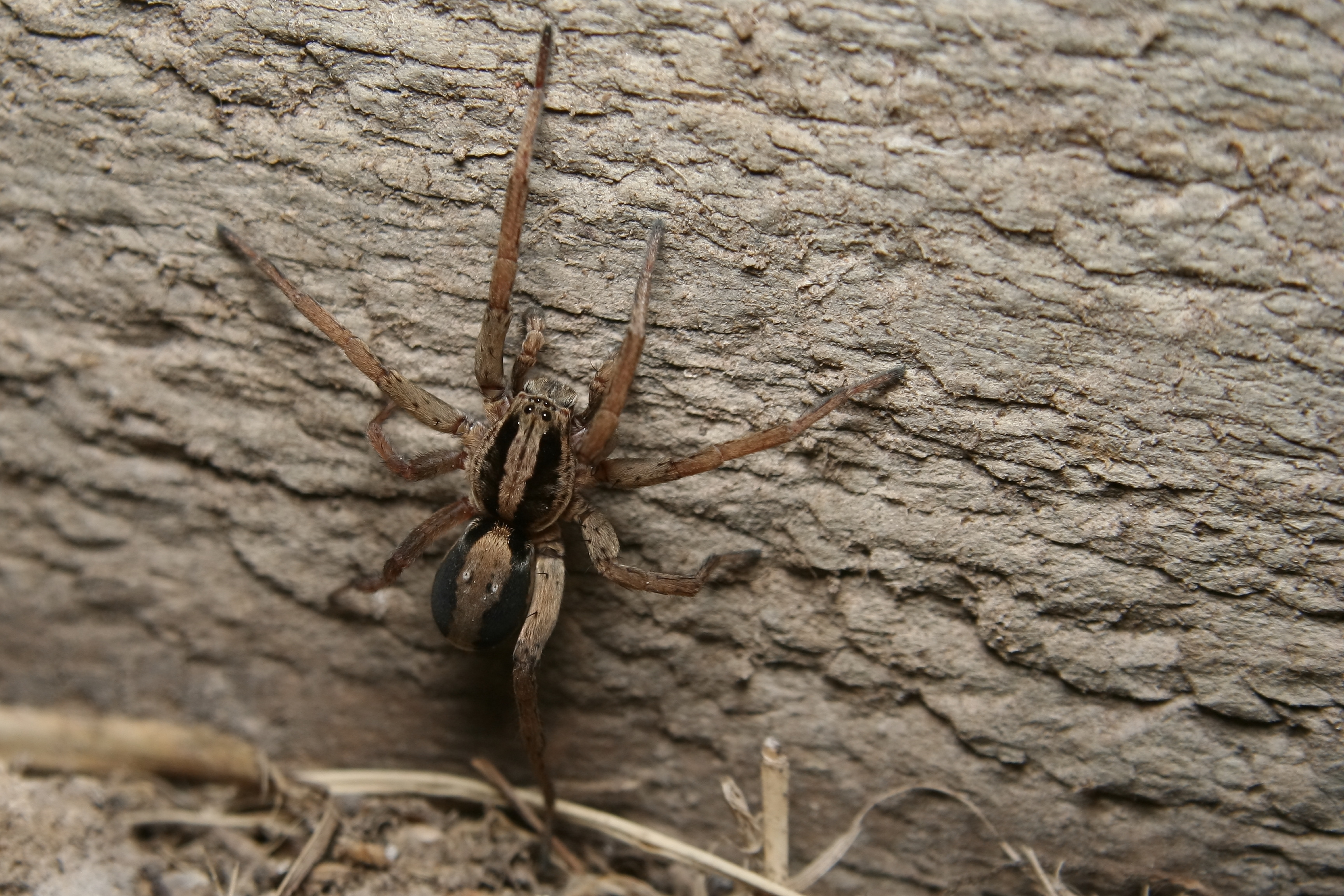 An image of a Wolf spider - Rest Easy Pest Control Camden County.}