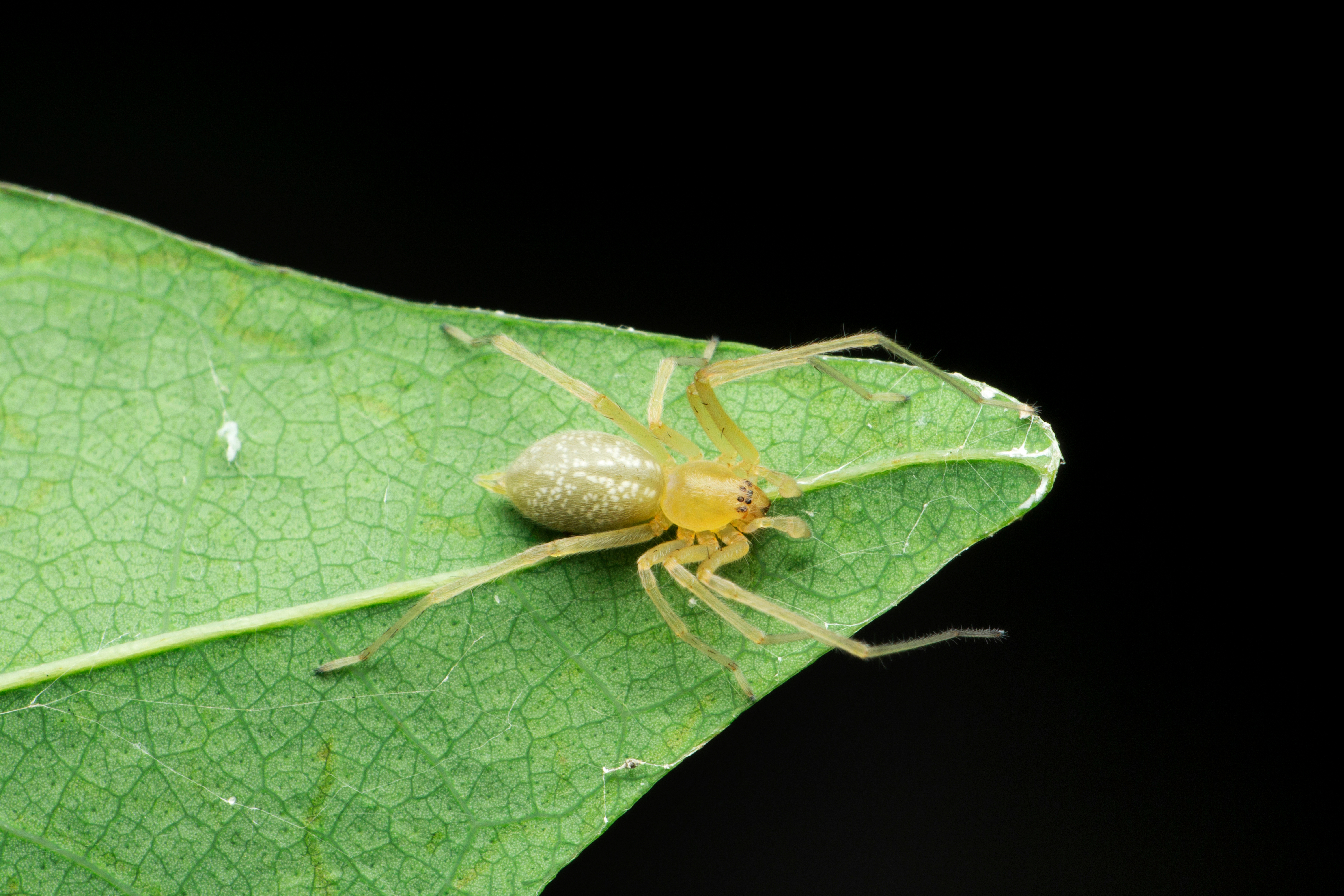 An image of a Yellow Sac spider - Rest Easy Pest Control Camden County.}