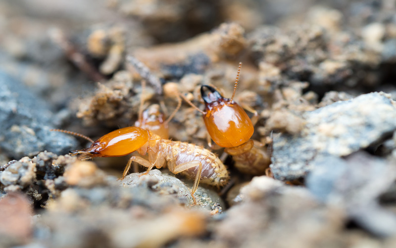 Termites burrowing into wood, contact Rest Easy Pest Control Nassau County.