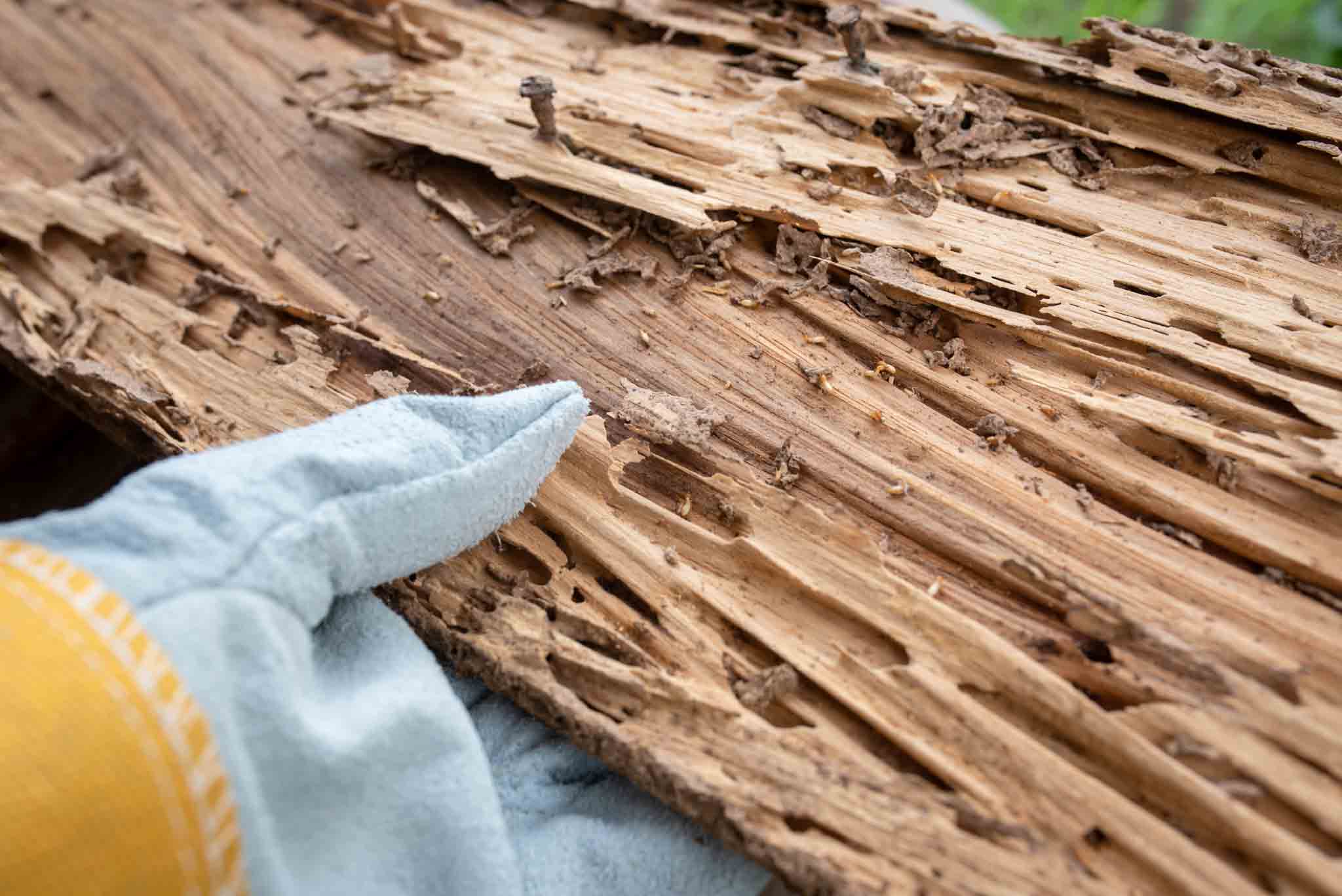 A Rest Easy Pest Control technician inspecting a piece of wood damaged by termites.}