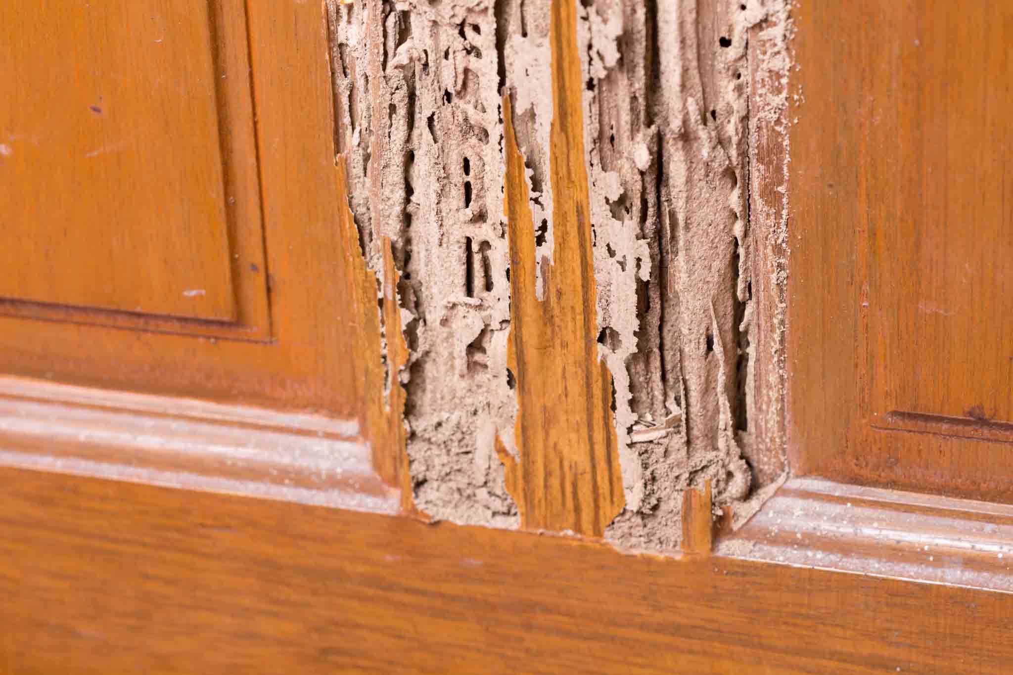 An image of a cupboard damaged by termites in need of a Rest Easy Pest Control Nassau County exterminator.