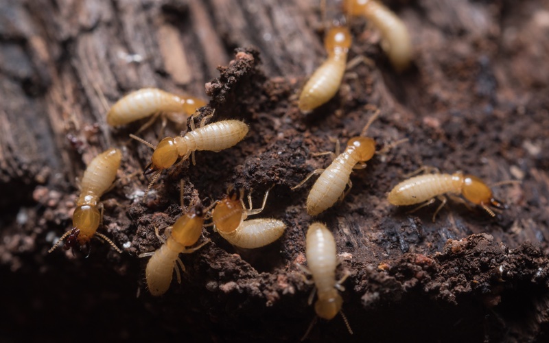 a group of termites on a wooden surface.