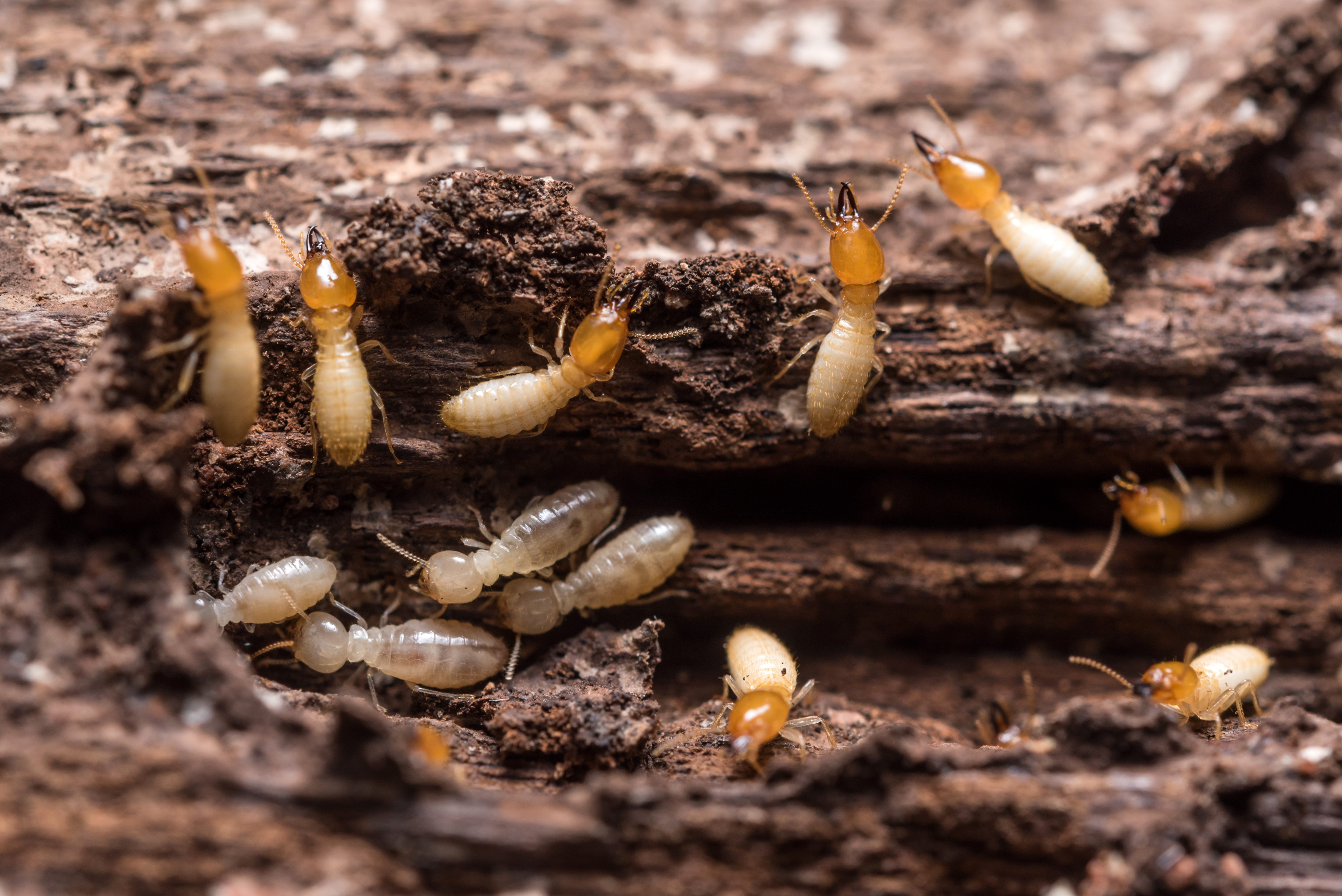 An image of termites infesting a home - Contact Rest Easy Pest Control, the most reliable of all termite companies in Suffolk County, NY.