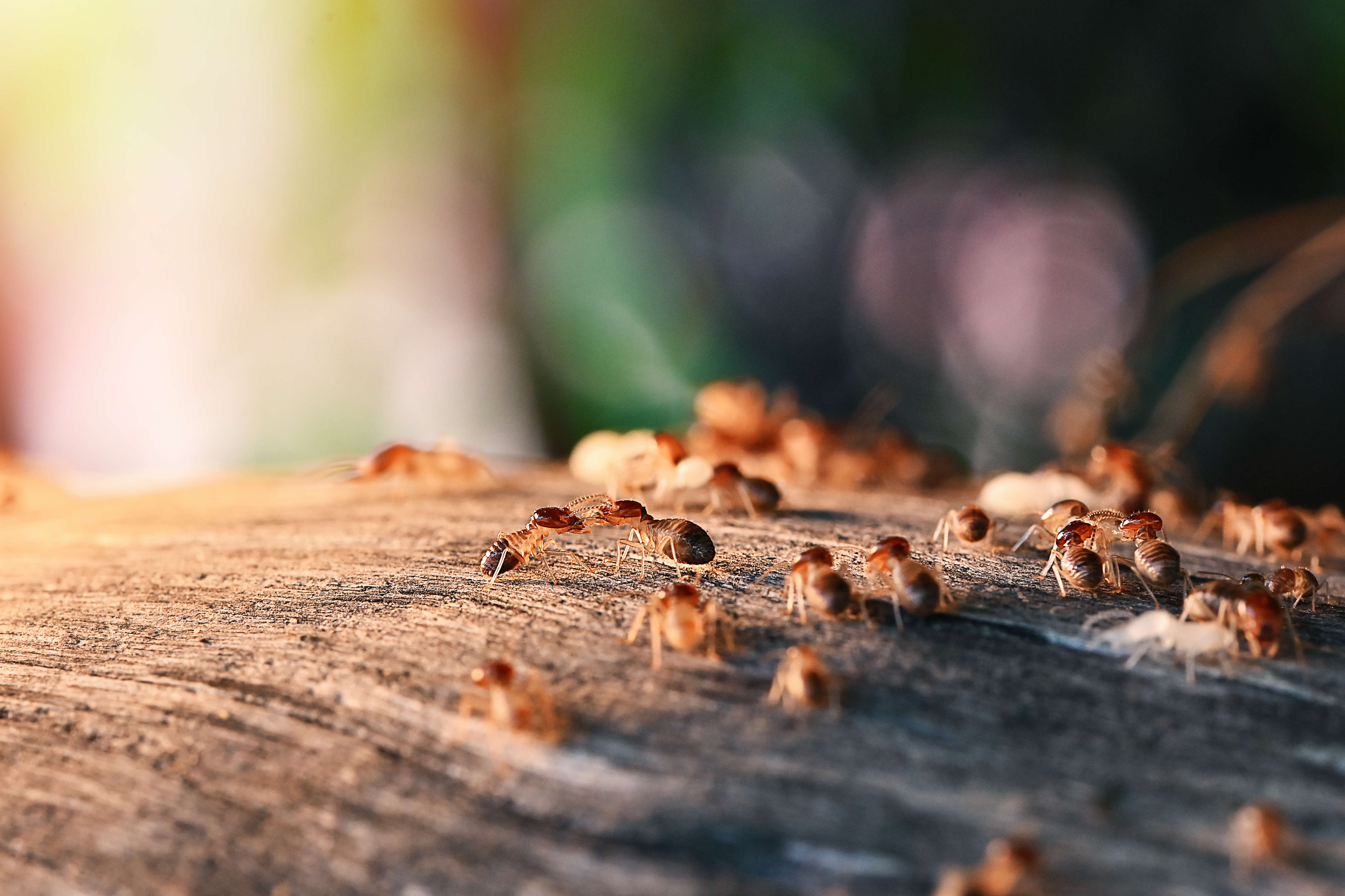 An image of termites and the damage they pose to property - Contact Rest Easy Pest Control, the best termite company in Suffolk County, NY to enusre your home is protected.