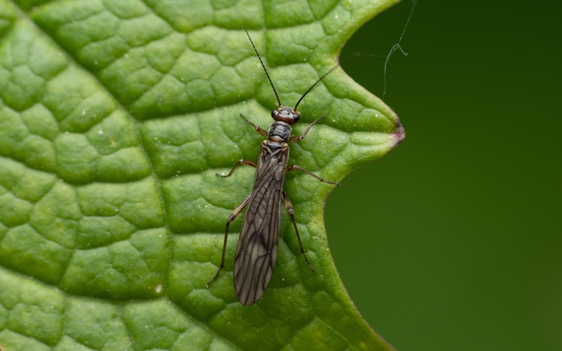 an image of a thrip, a tiny bug that feeds on plants and crops.