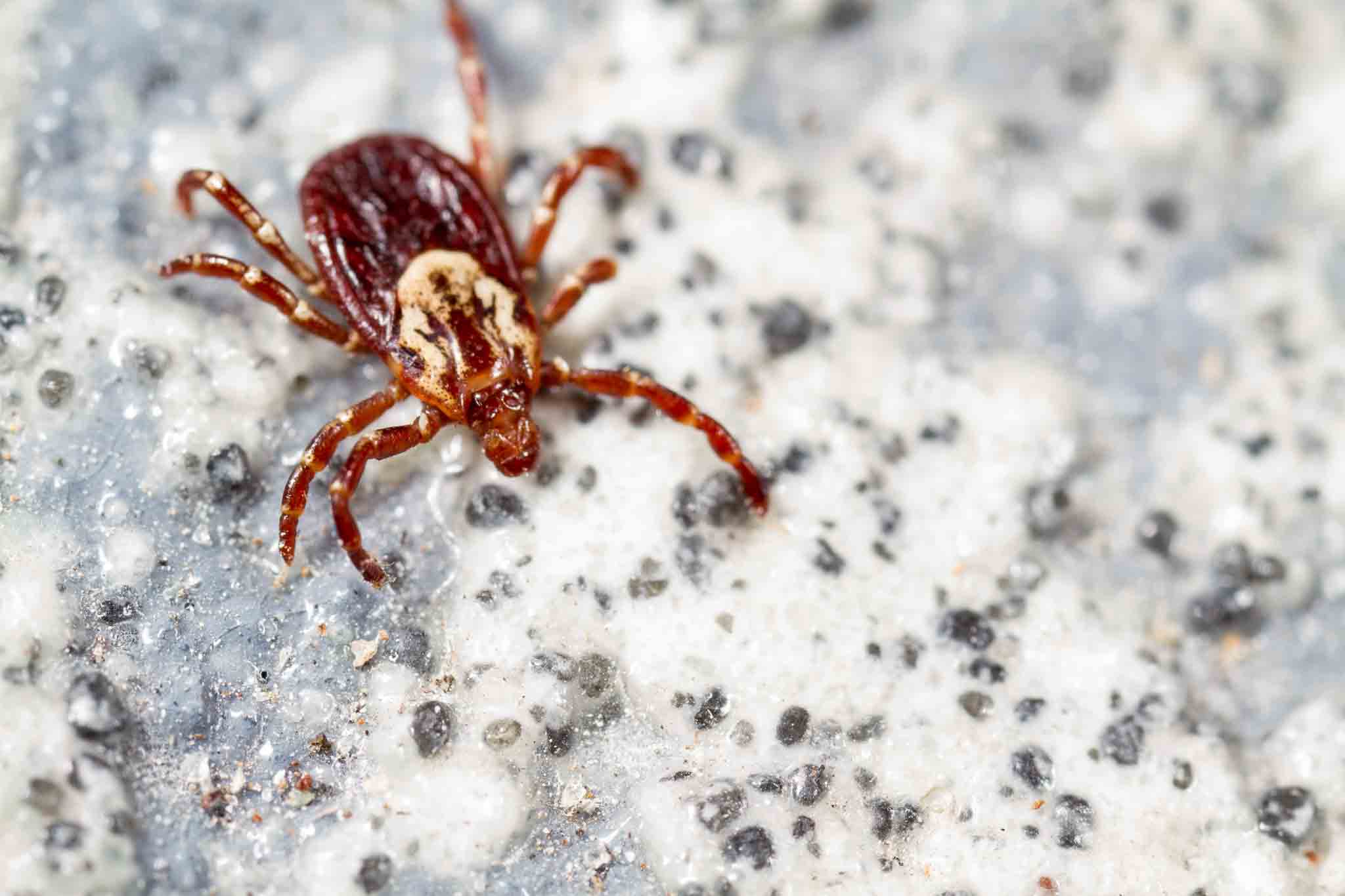 An American Dog Tick on a speckled rock, choose Rest Easy Pest Control Nassau County services.