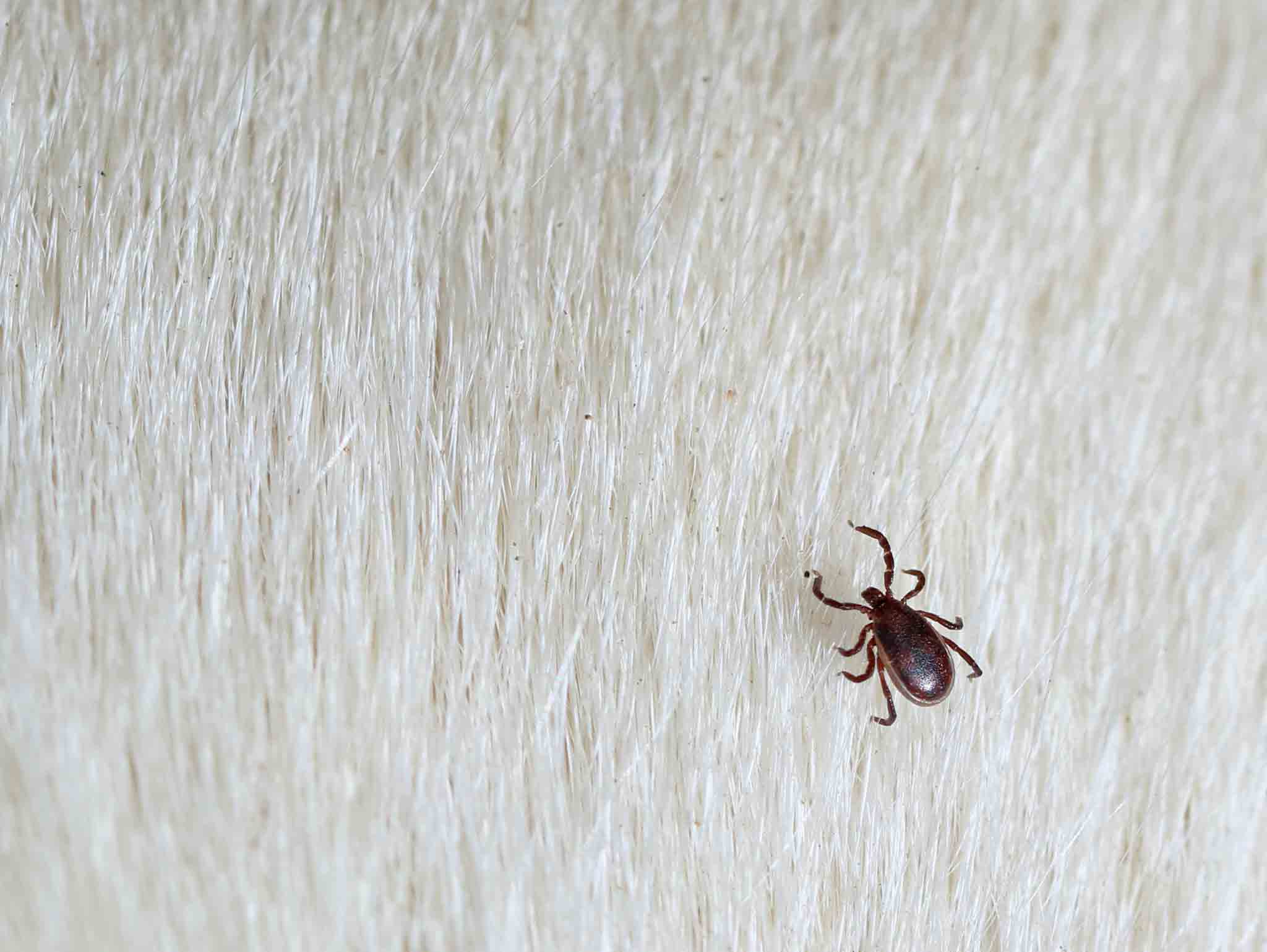 A brown dog tick in a white dogs fur, choose Rest Easy Pest Control Suffolk County.