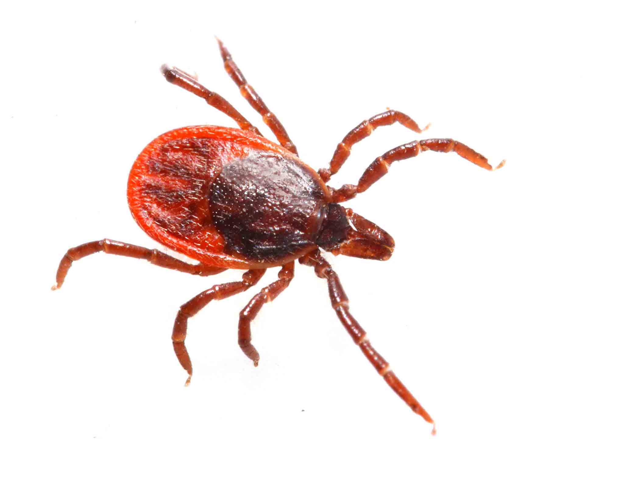 A little brown tick, choose Rest Easy Pest Control Nassau County today.