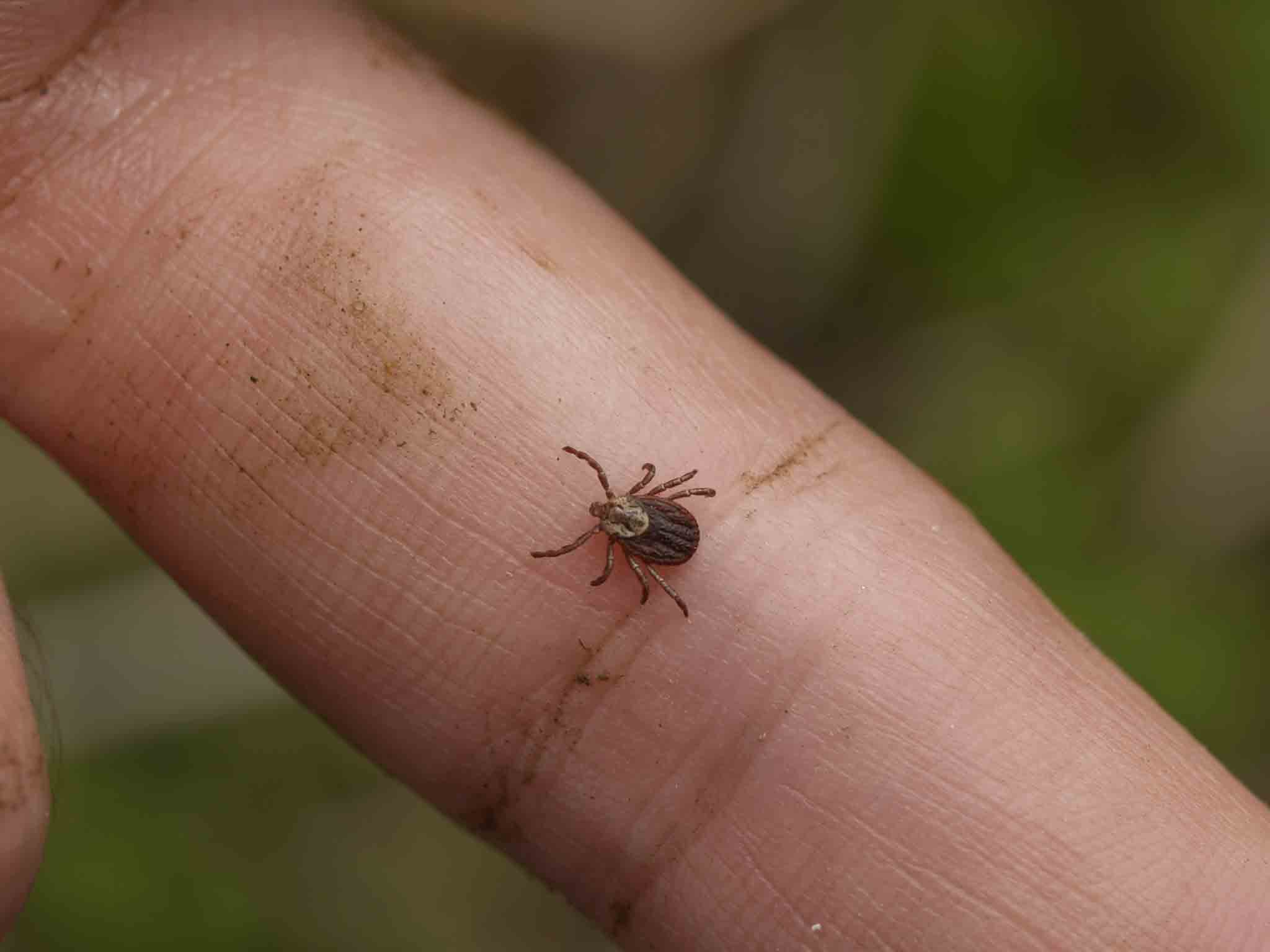 A common fowl tick on a human finger, choose Rest Easy Pest Control Nassau County.