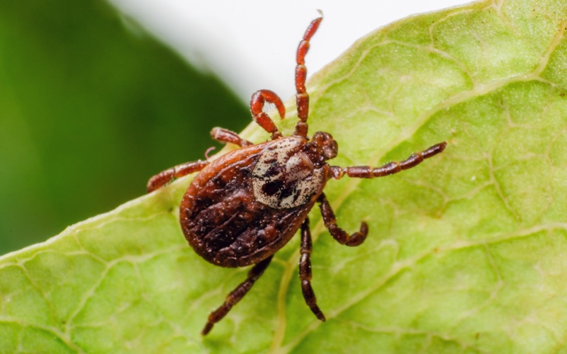 a closeup image of a tick.