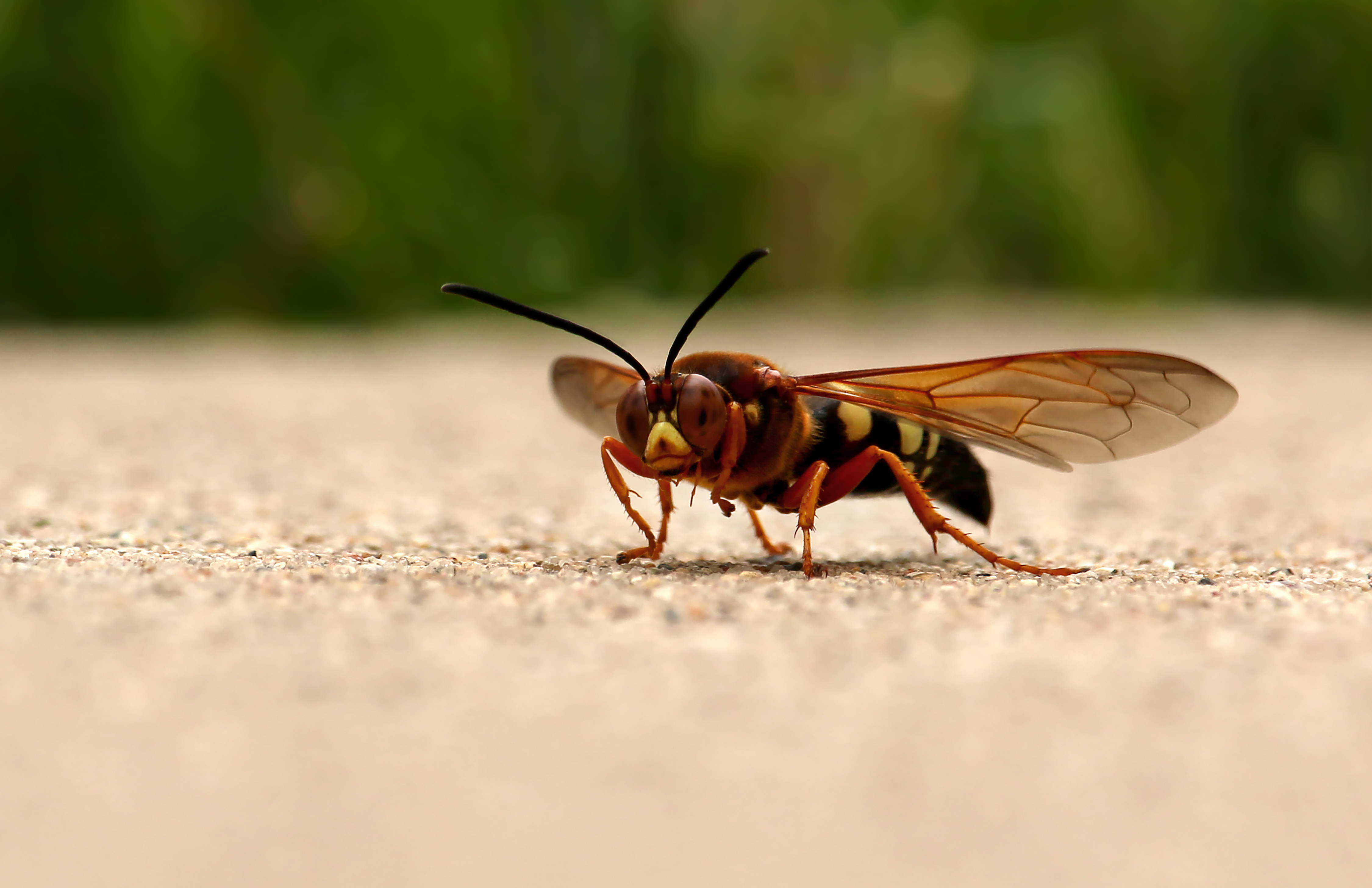 An image of a Cicada Killer wasp - Rest Easy Pest Control Suffolk County.}