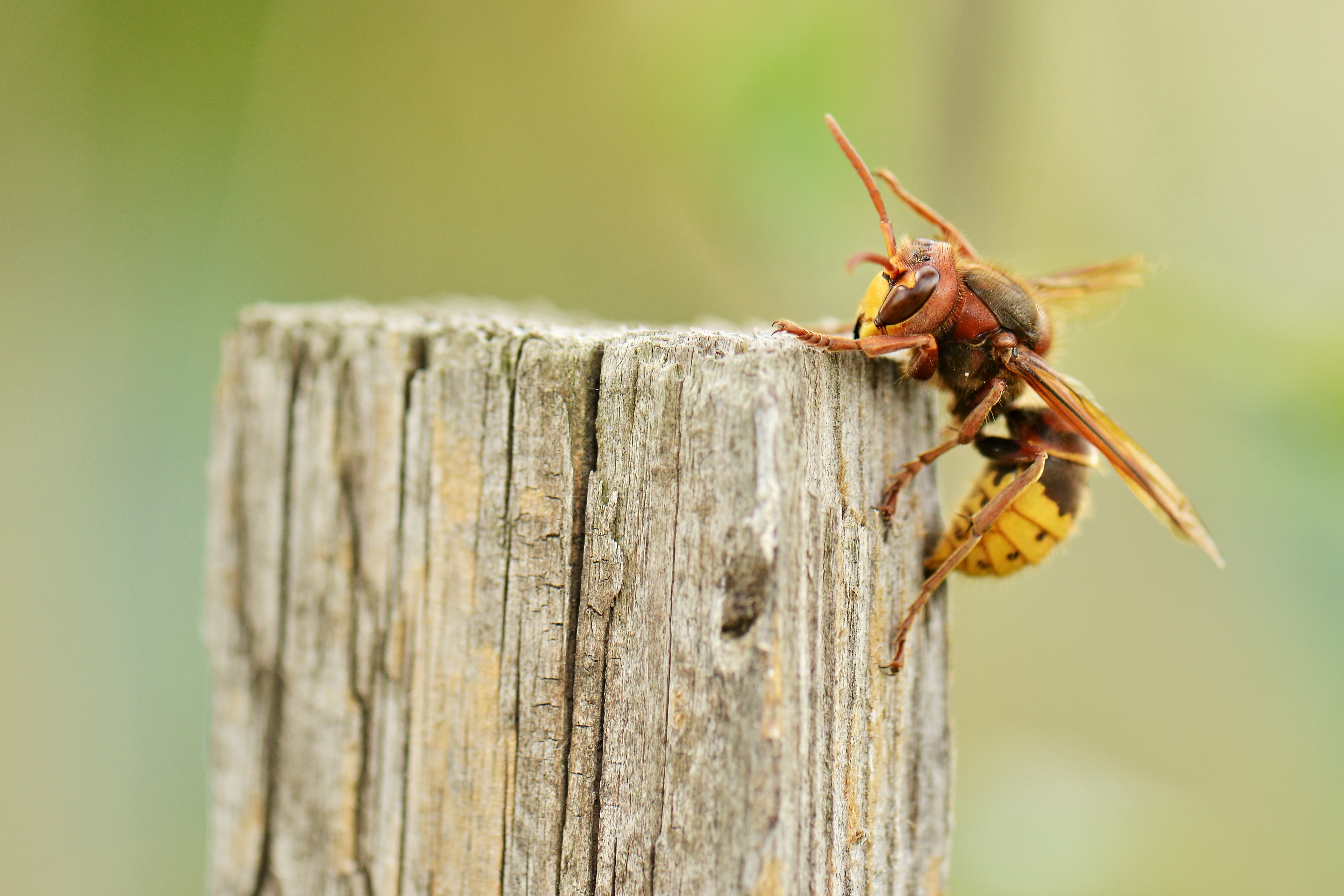An image of a Hornet - Rest Easy Pest Control Suffolk County.}