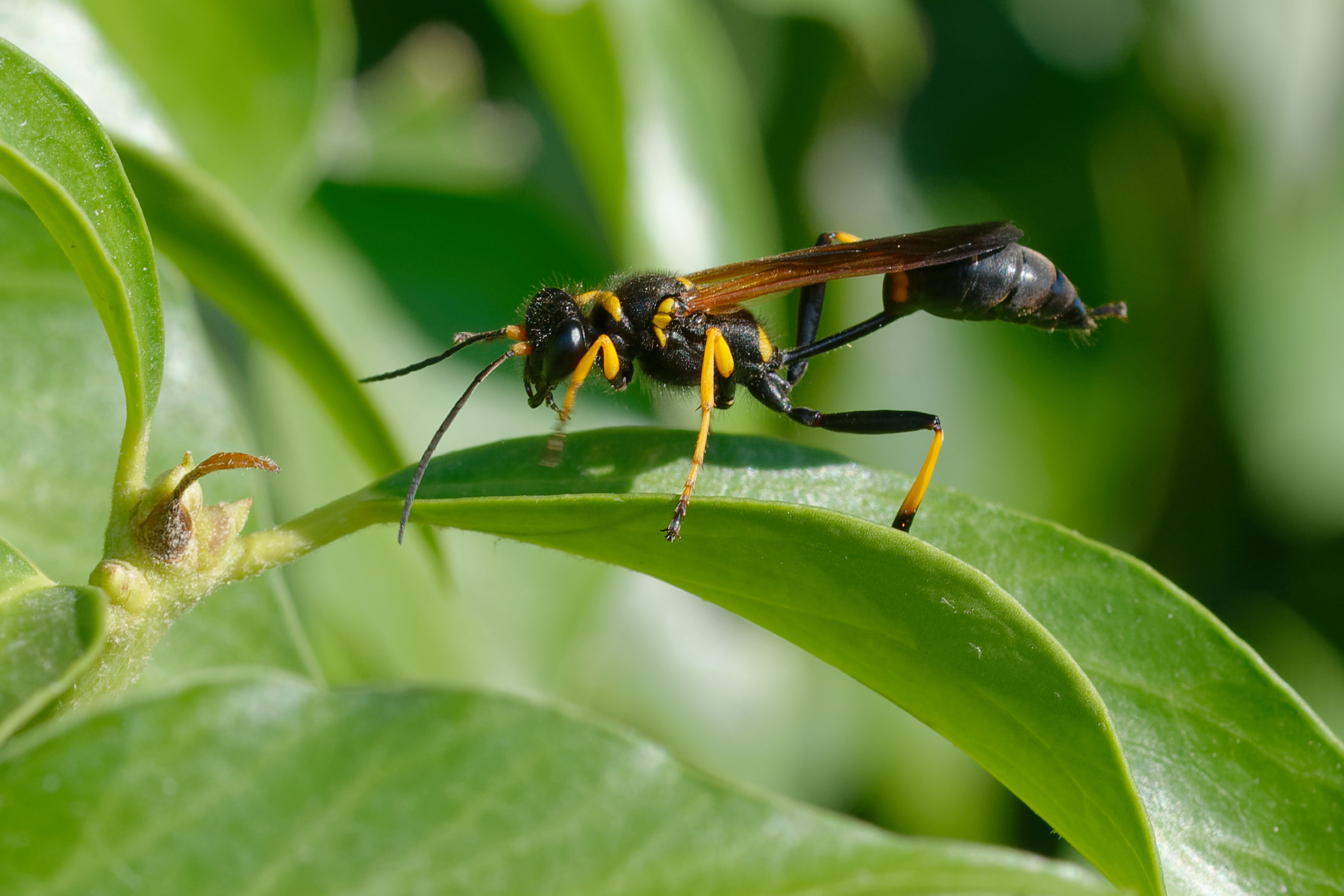 An image of a Mud Dauber wasp - Rest Easy Pest Control Suffolk County.}