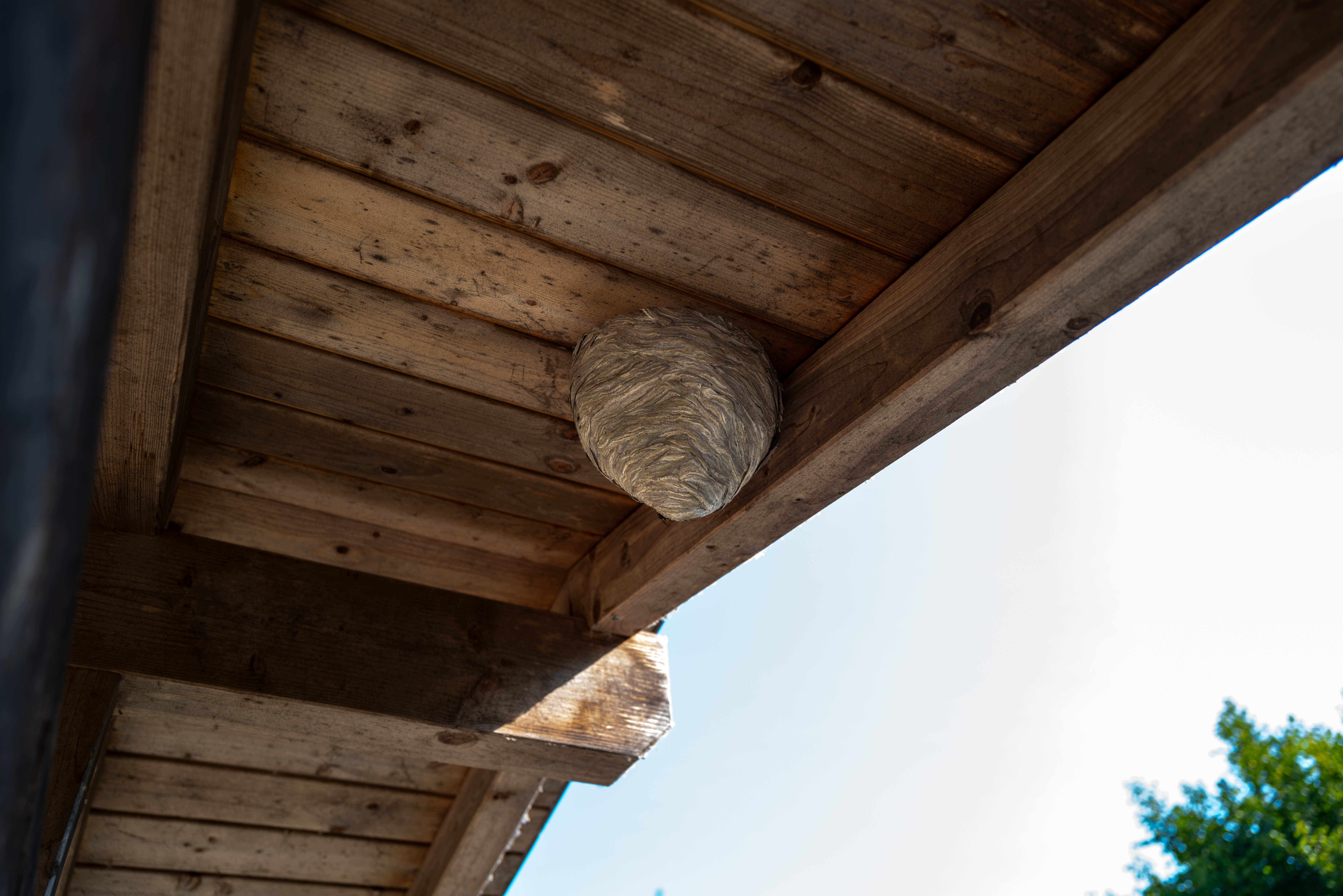 An image of paper-like wasp nests under a roof - to manage these flying insects and protect yourself from stngs, hire a Rest Easy wasp exterminator in Suffolk County, NY.