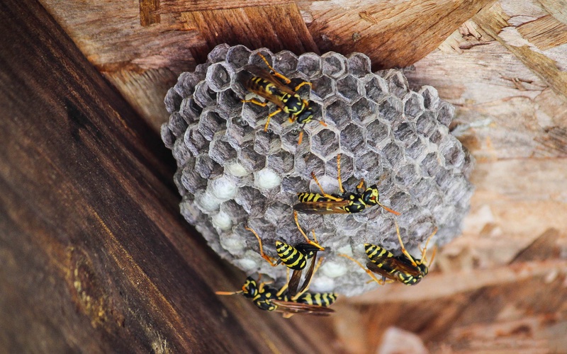 a group of wasps and their nest on a property.