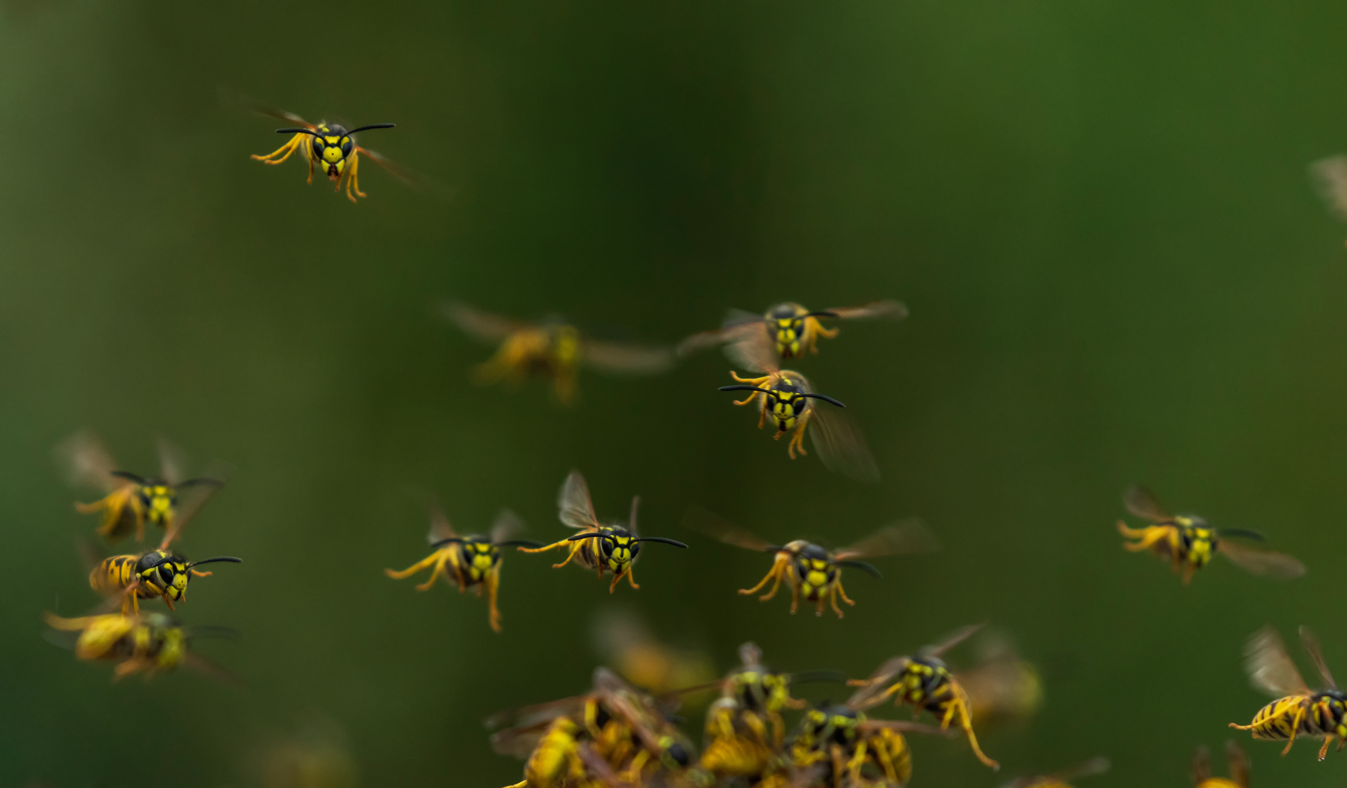 An image of a swarm of wasps - prevent stings, property damage, and relax outdoors this season by hiring Rest Easy for wasp pest control in Suffolk County, NY.