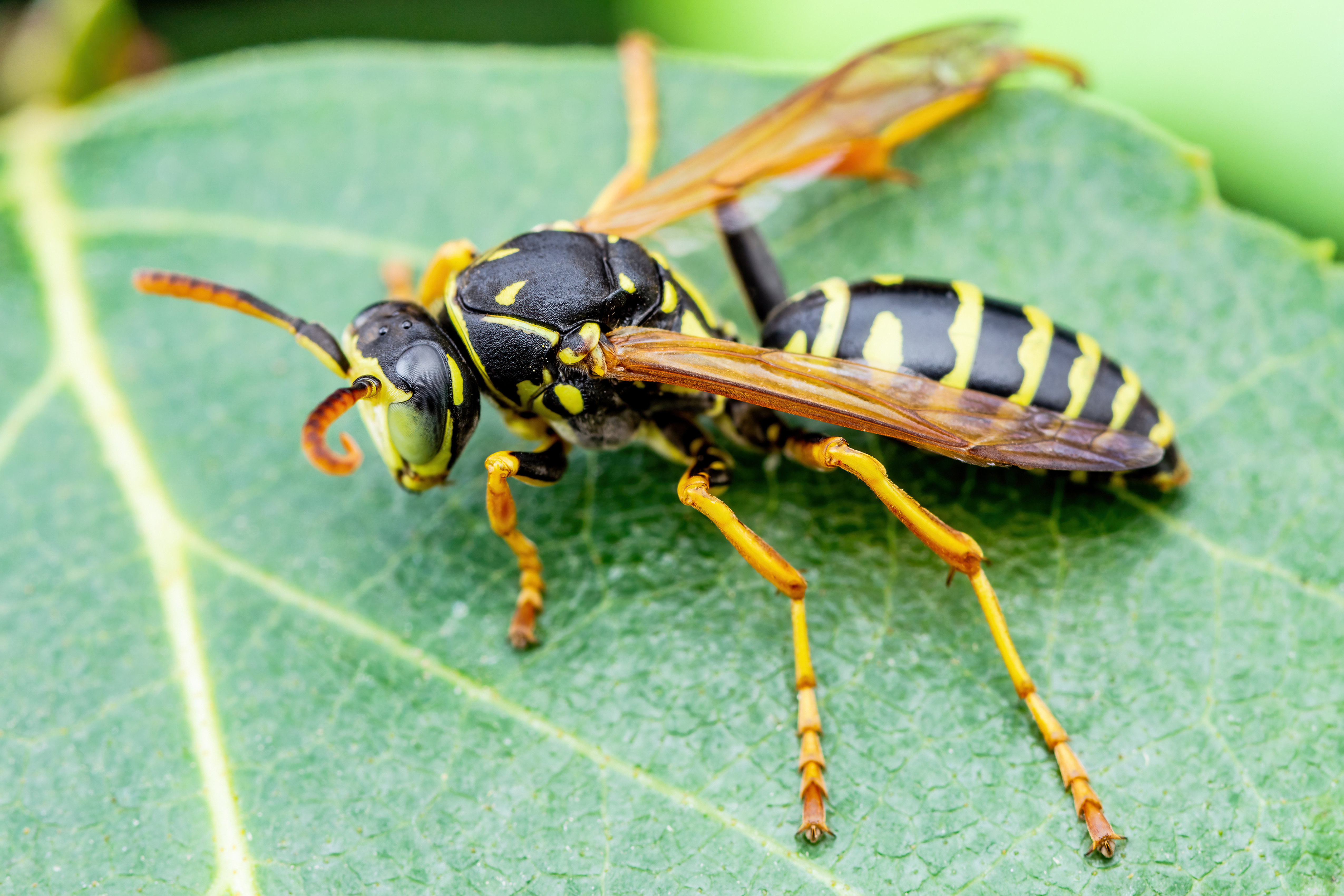 An image of a Yellowjacket wasp - Rest Easy Pest Control Suffolk County.}