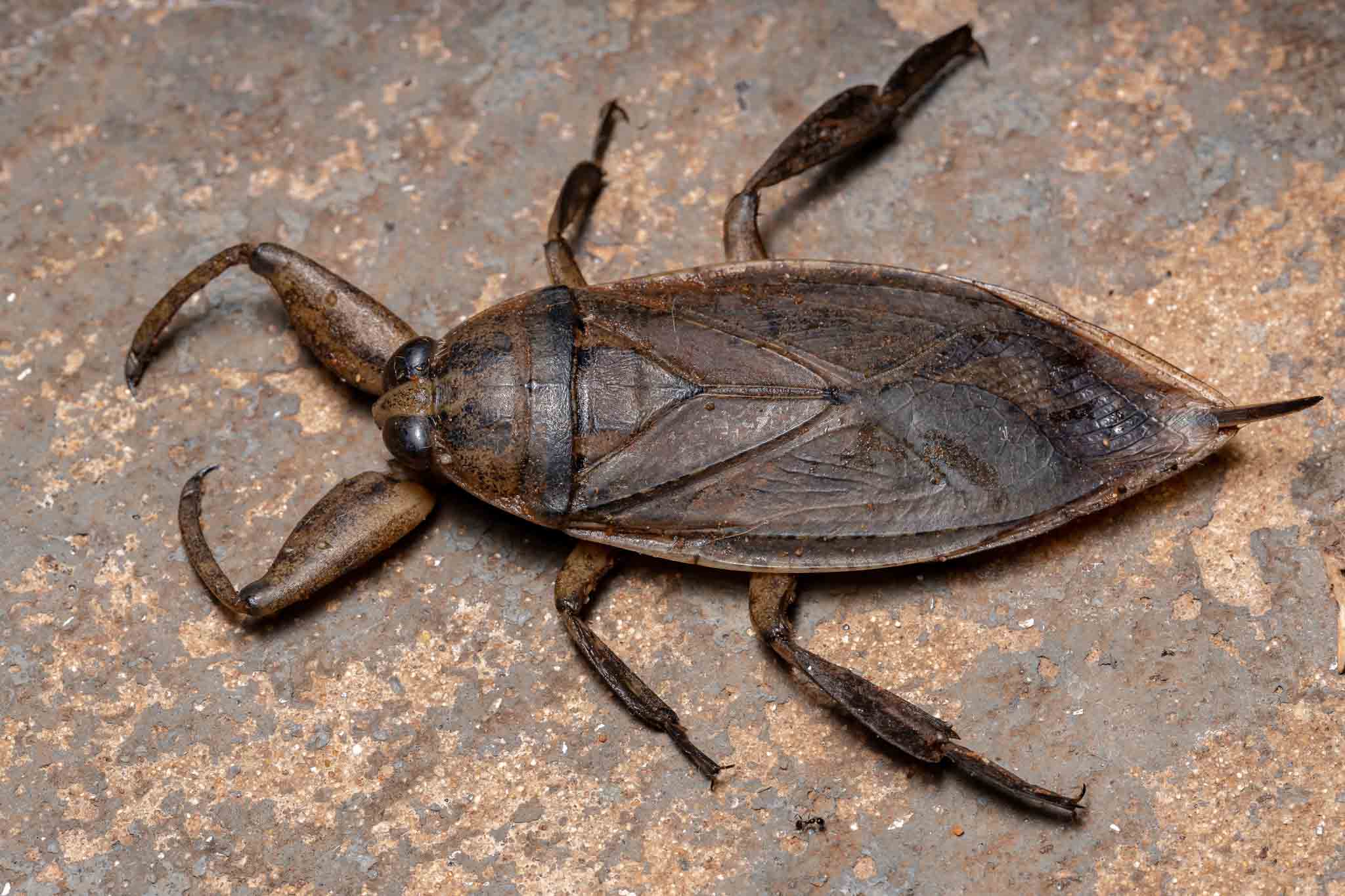 A giant water bug, contact Rest Easy Pest Control Nassau County.