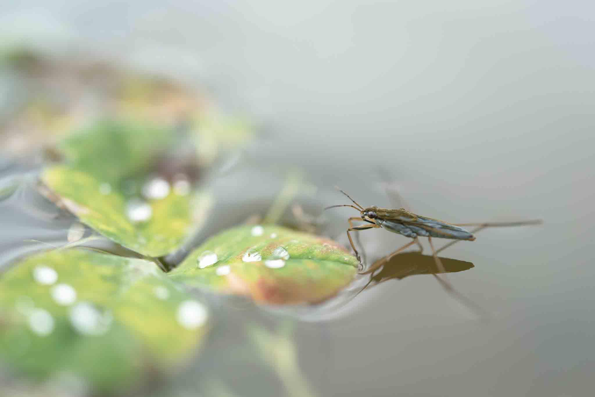 A water bug on a leaf in a pond, choose Rest Easy Pest Control Nassau County services.