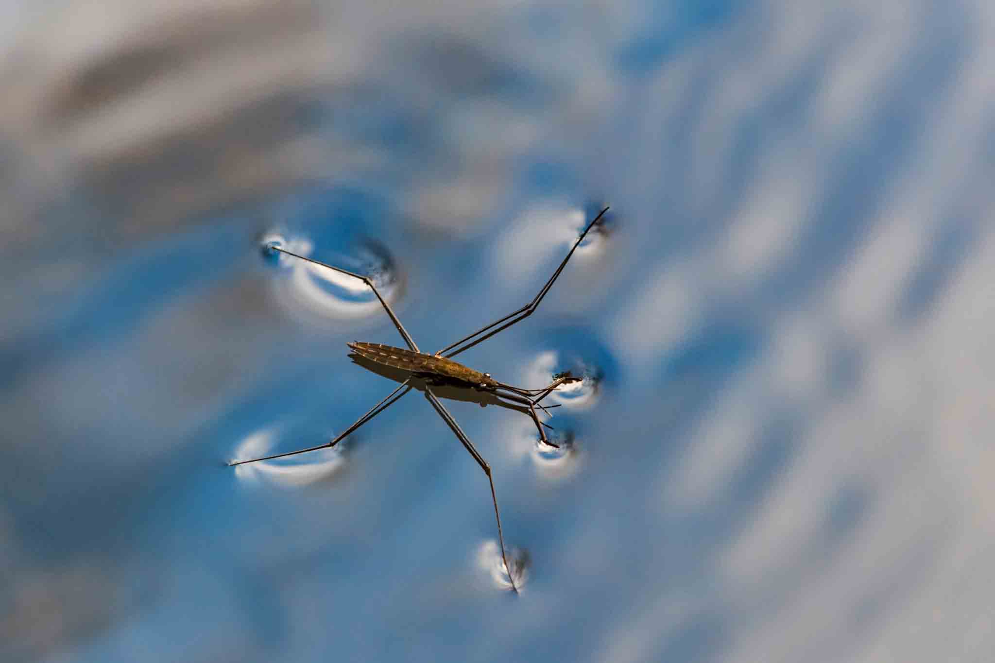 A skinny water bug on water, choose Rest Easy Pest Control Suffolk County services.