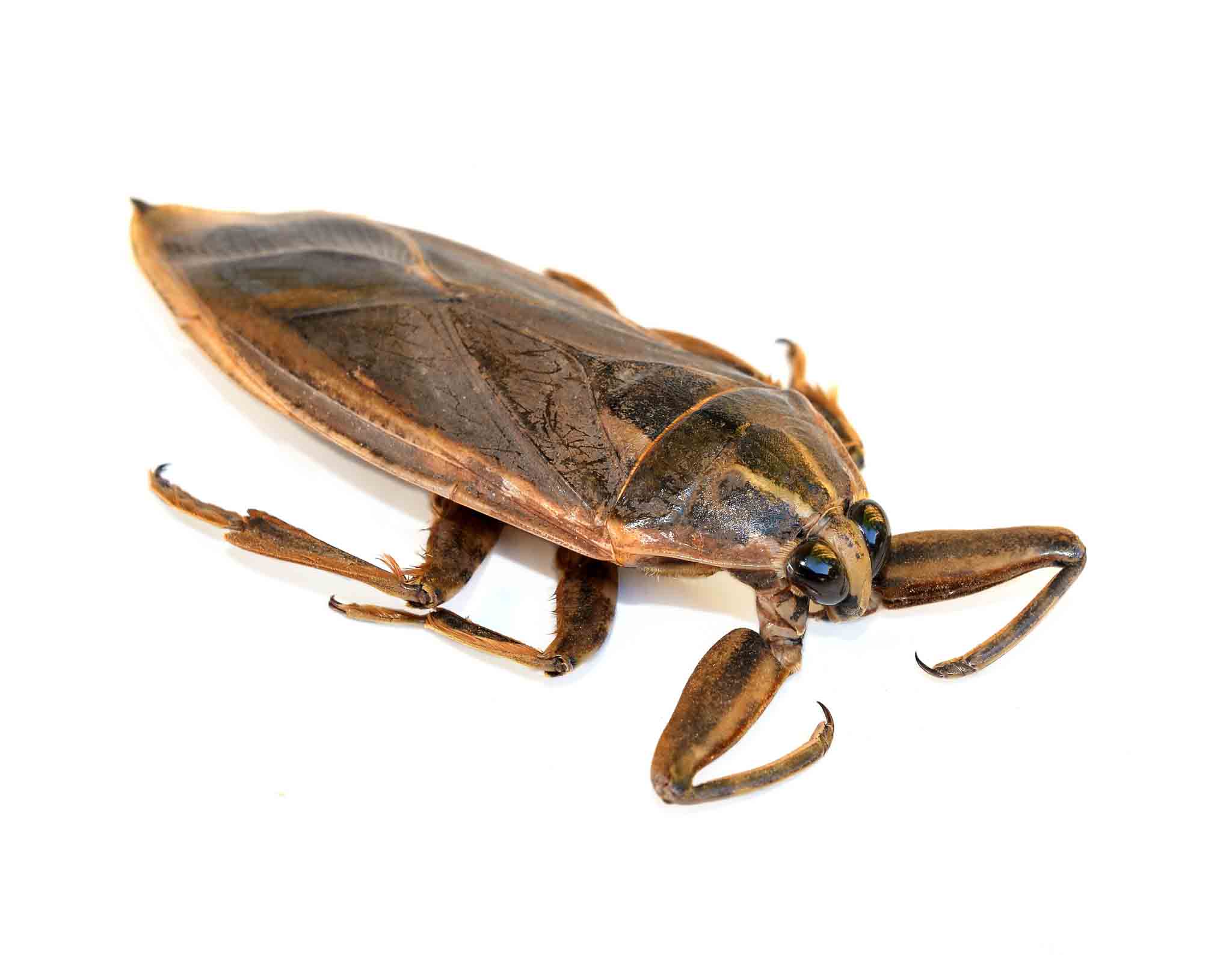 A water bug on a white background, choose Rest Easy Pest Control Nassau County today.