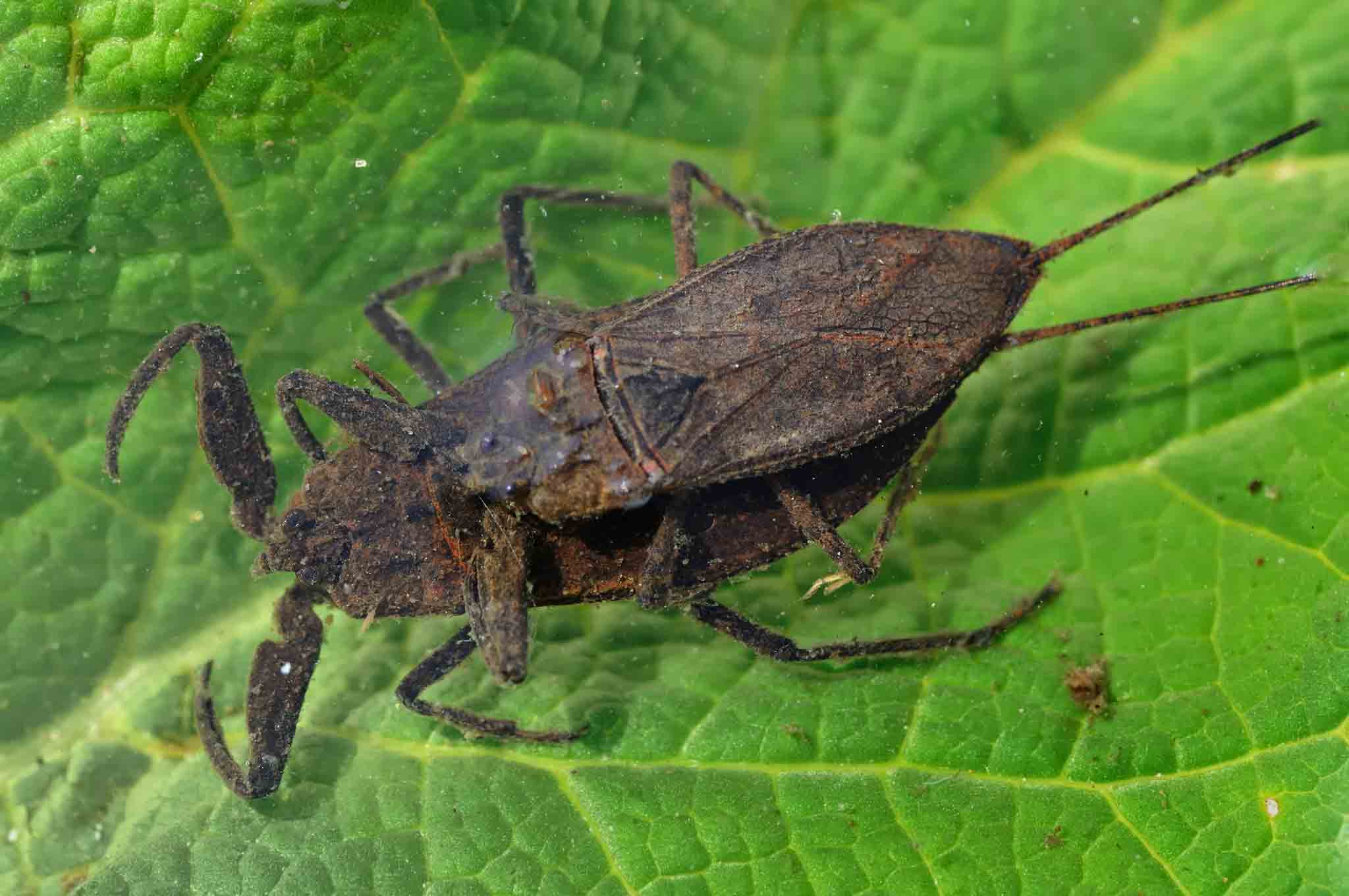 A water scorpion, choose Rest Easy Pest Control Suffolk County.